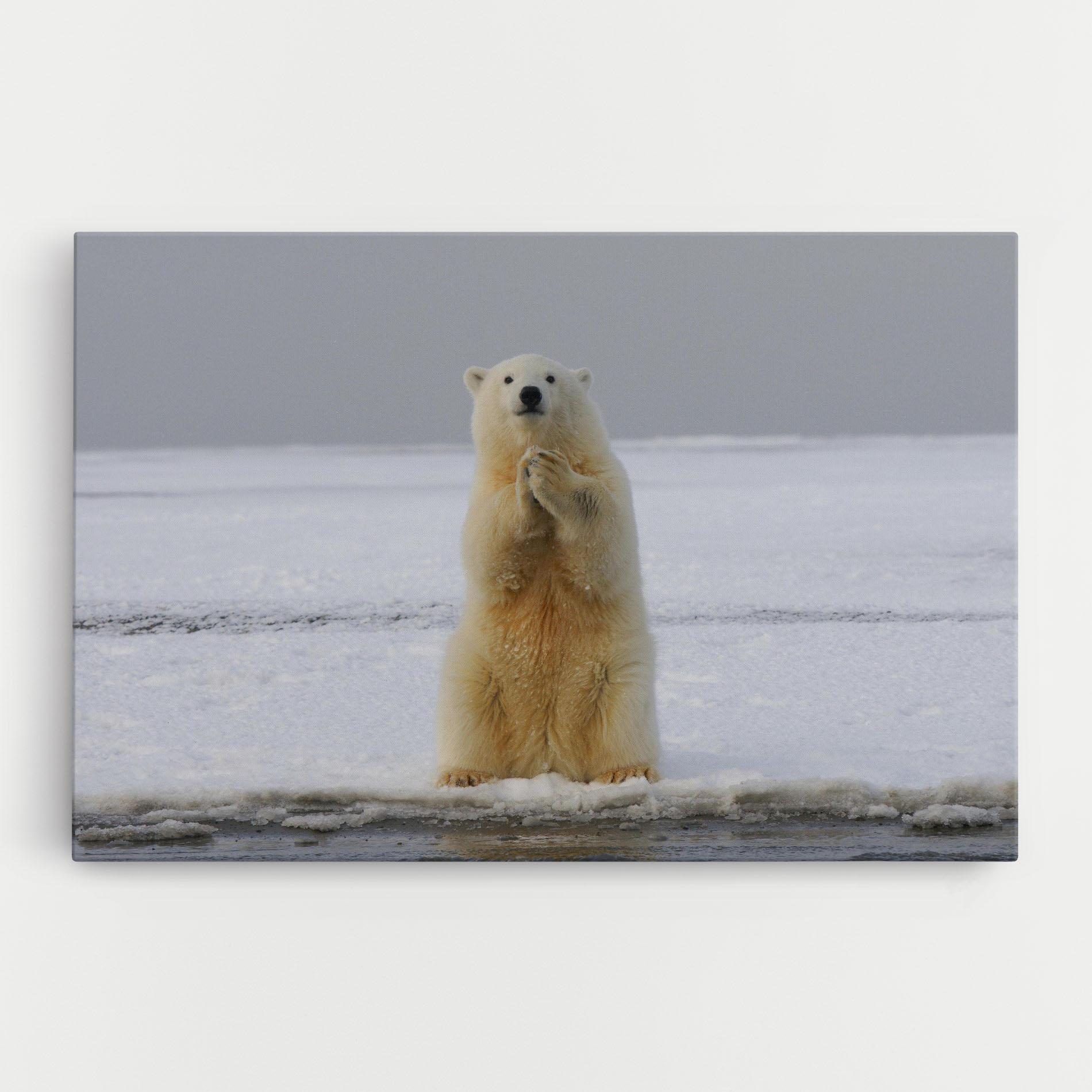Tablou Canvas Icebear Praying mockup 0