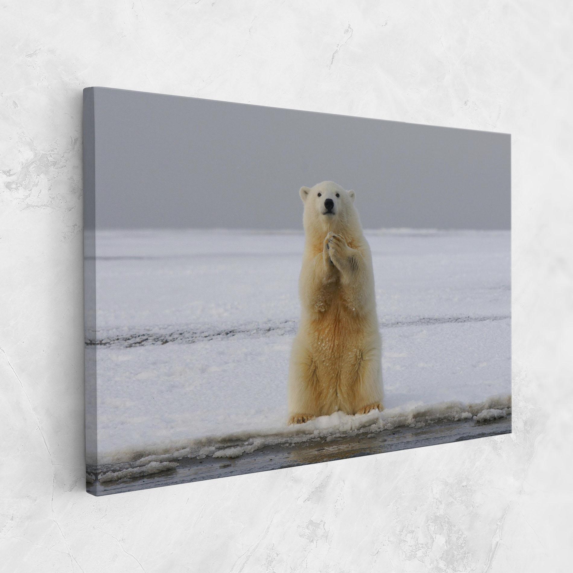 Tablou Canvas Icebear Praying mockup 1