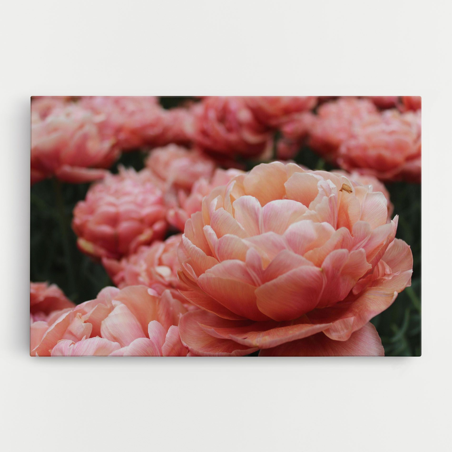 Light Orange Peony mockup 0
