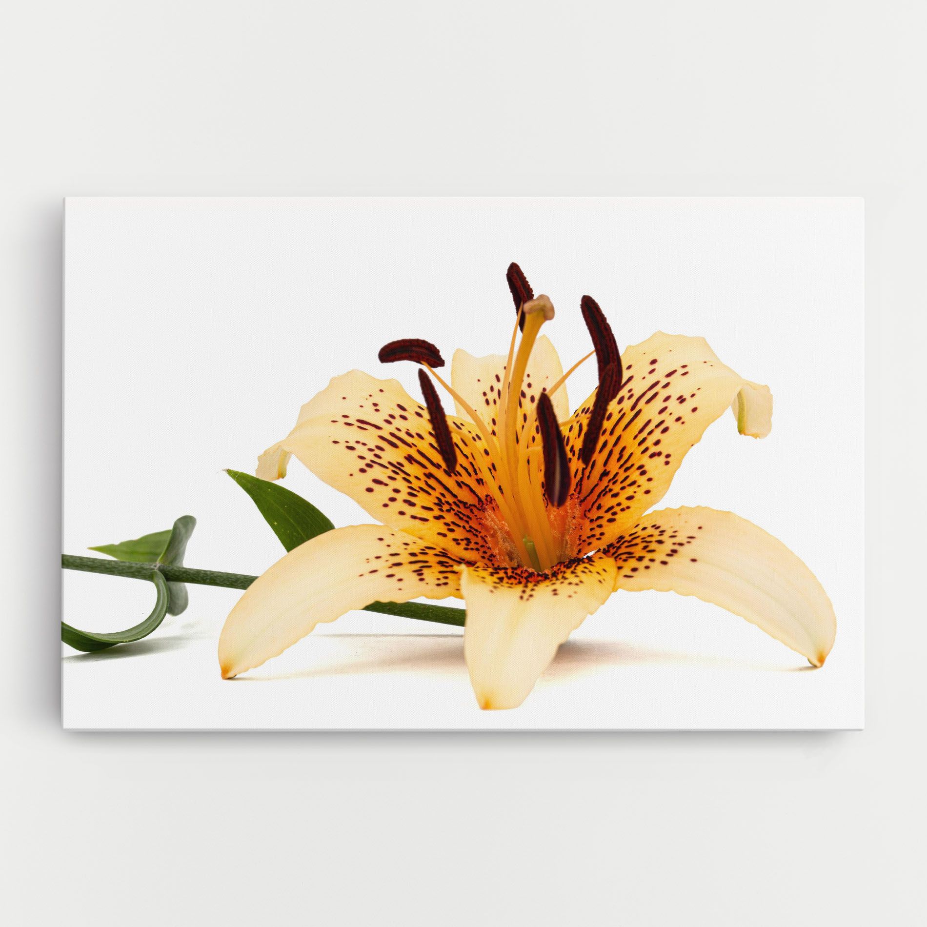 Big Yellow Lily mockup 0
