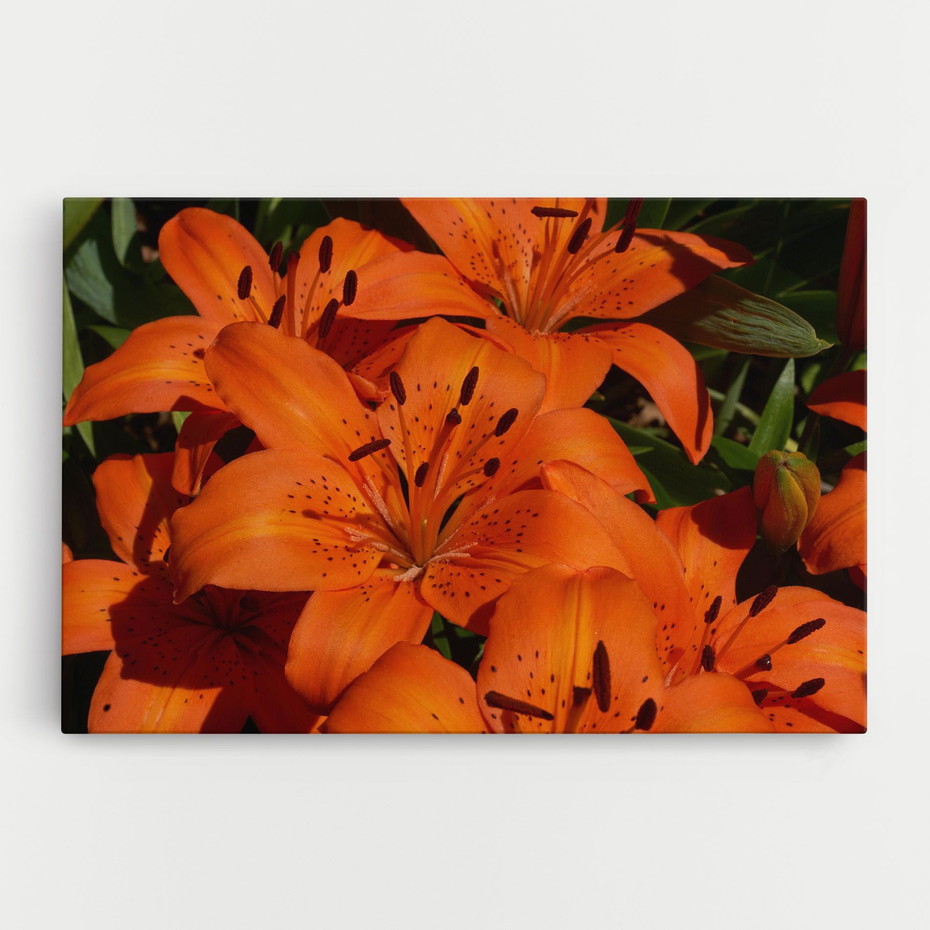 Orange Lily In The Sun mockup 0