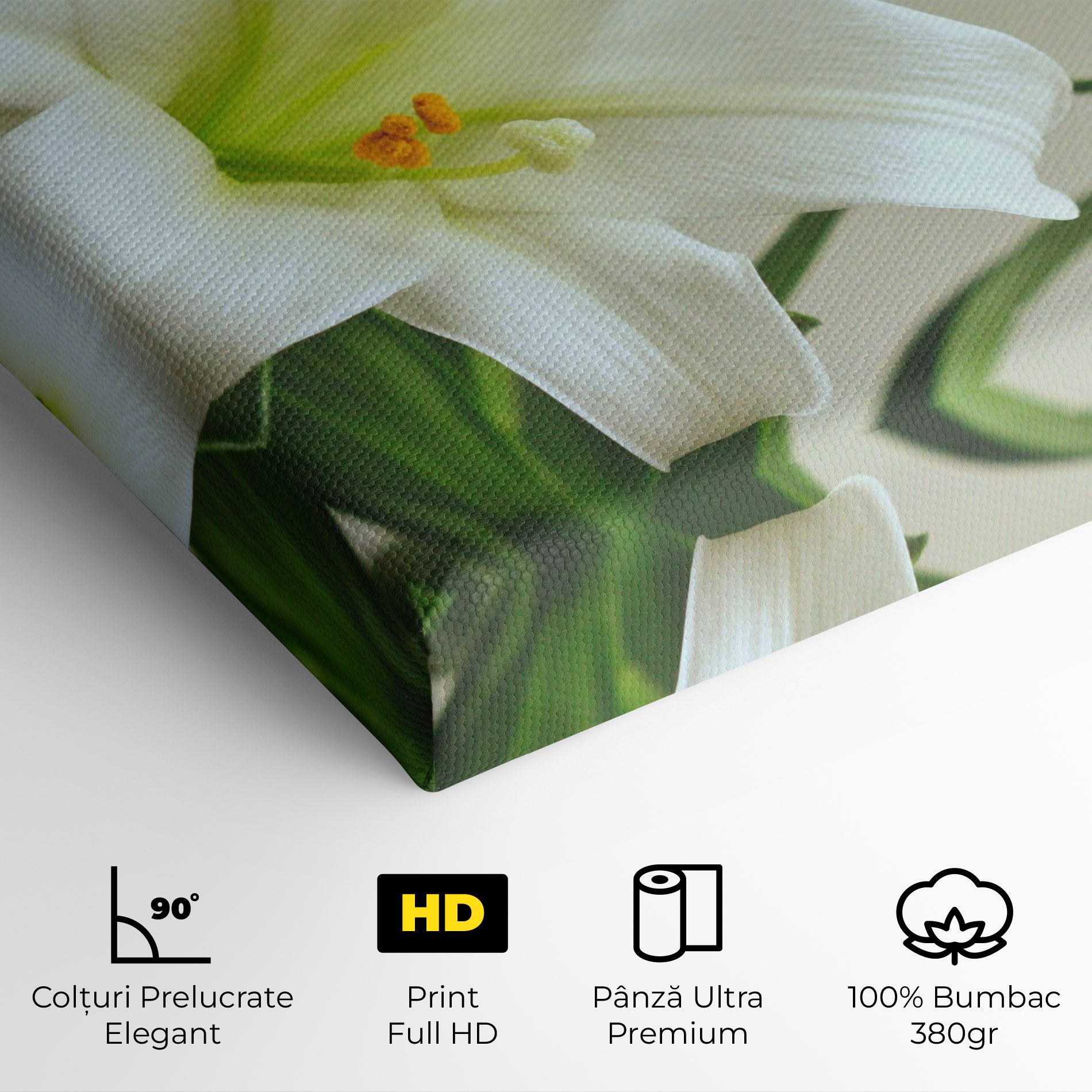 Green Lily mockup 4