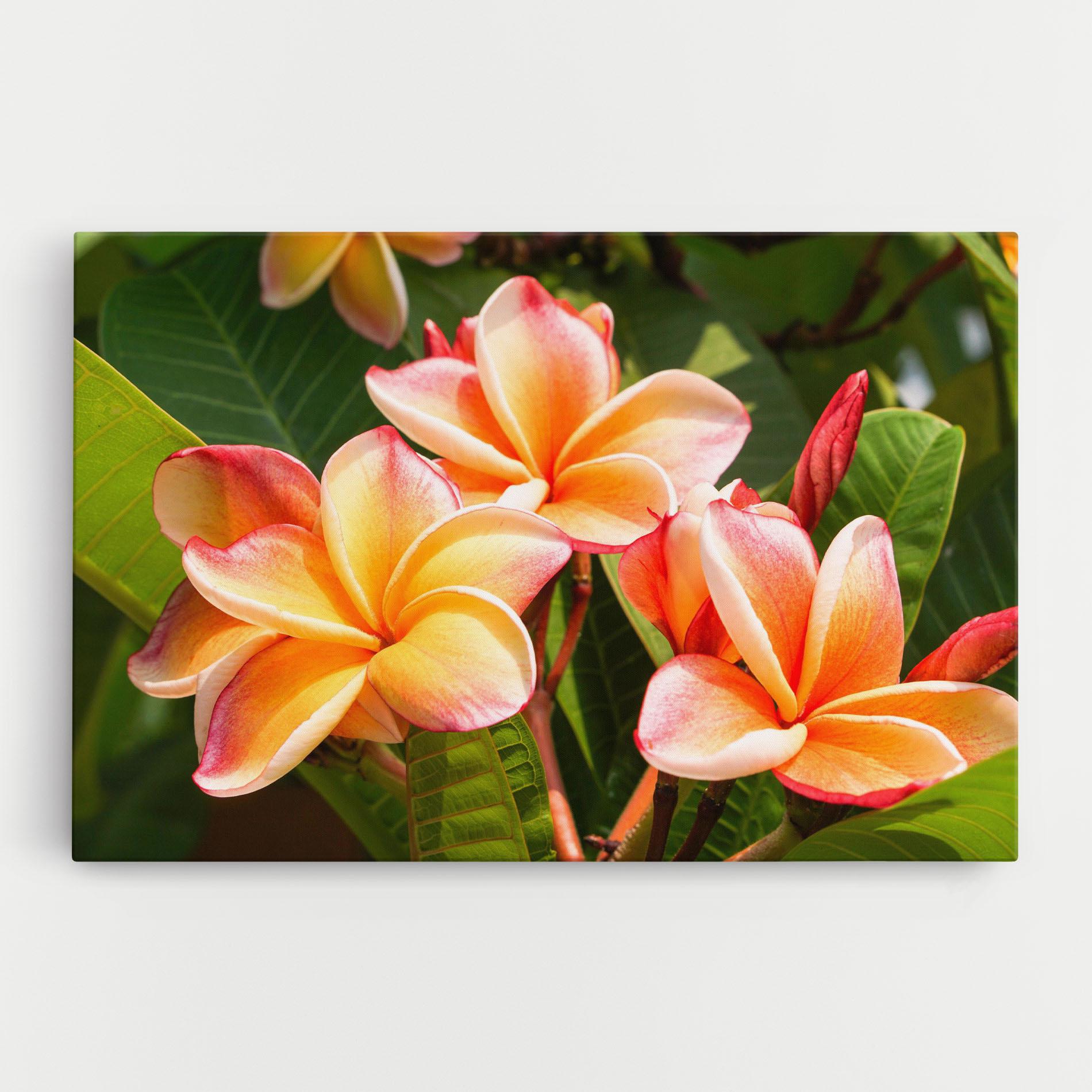 Tablou Canvas Pretty Plumeria mockup 0