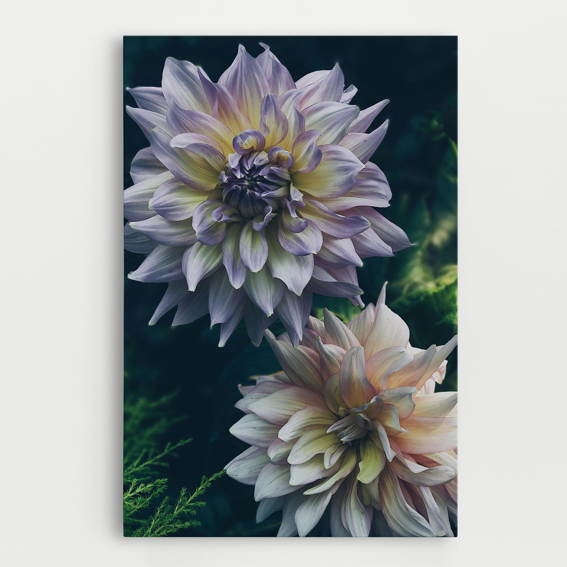 Dahlia Flowers mockup 0