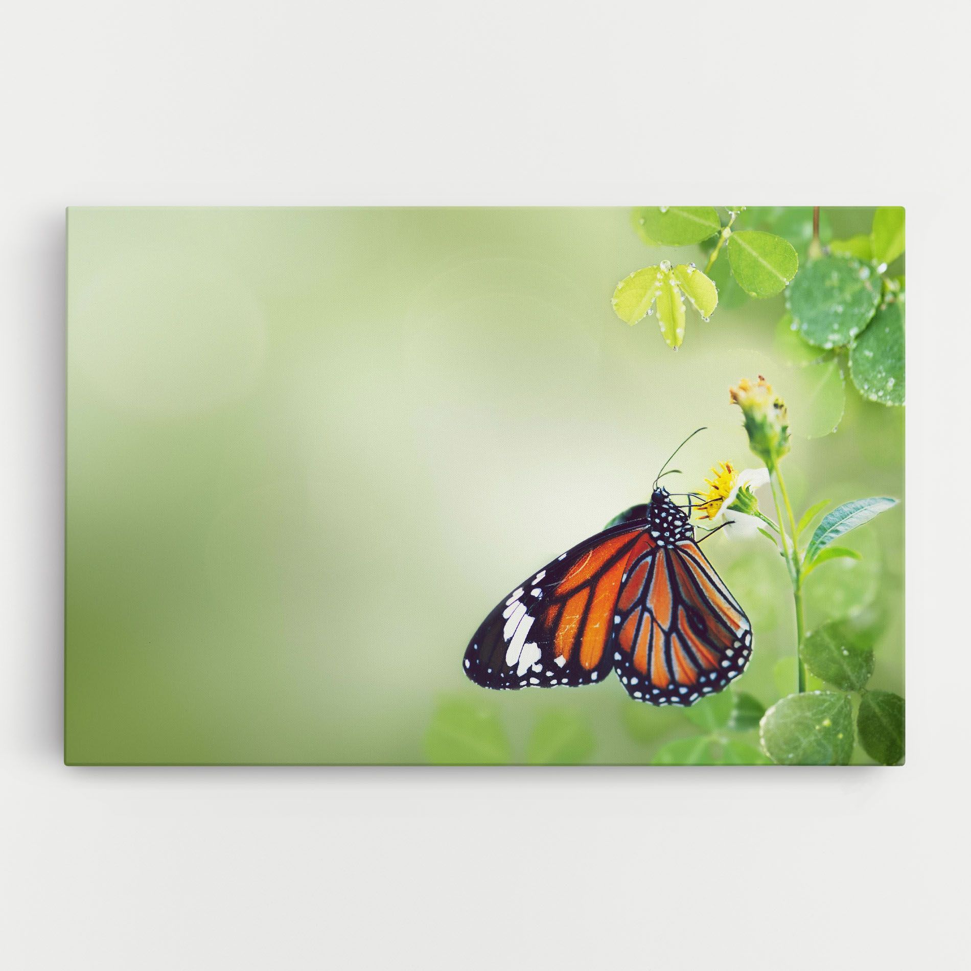Butterfly Wild Plant mockup 0