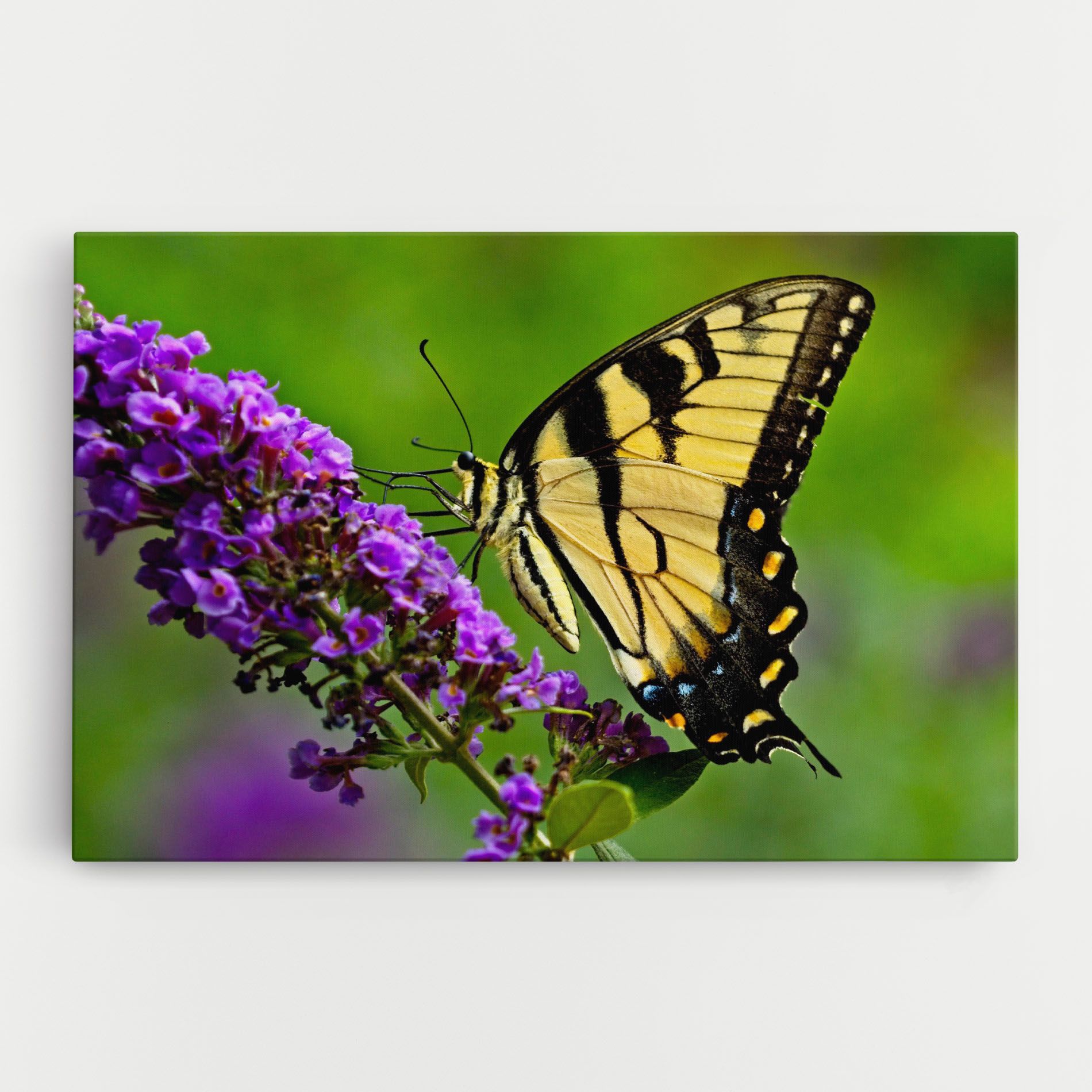 Cream Wild Butterfly mockup 0