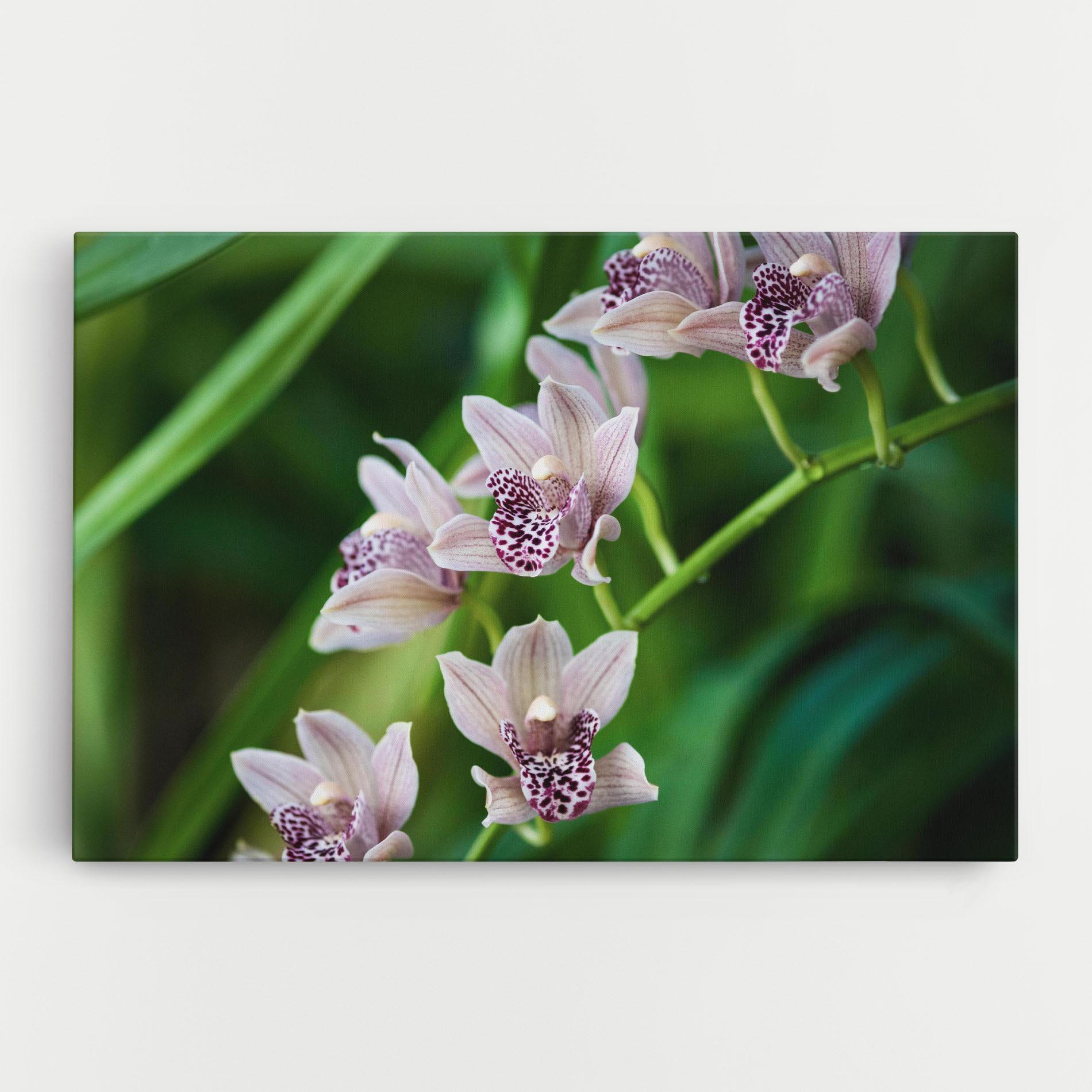 Tablou Canvas Cymbidium Orchid mockup 0