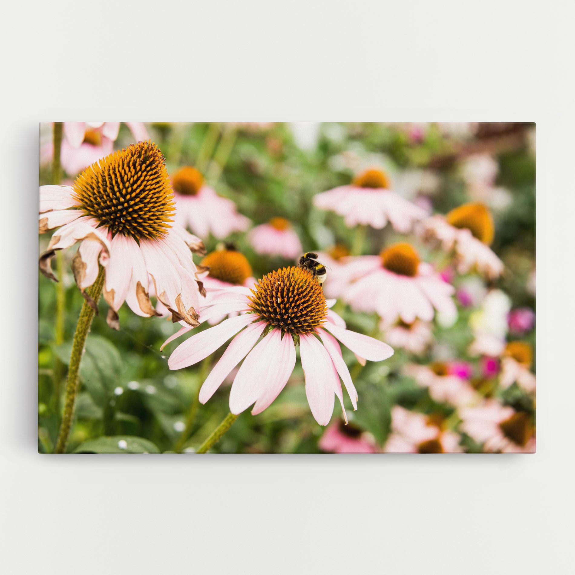 Daylight Bee mockup 0