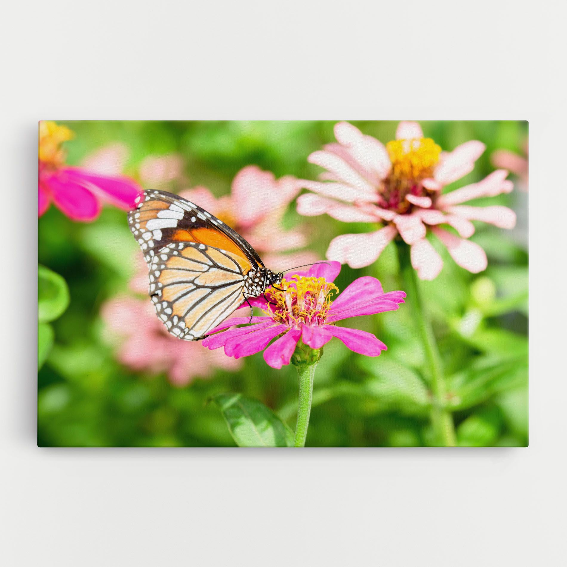 Daylight Butterfly mockup 0