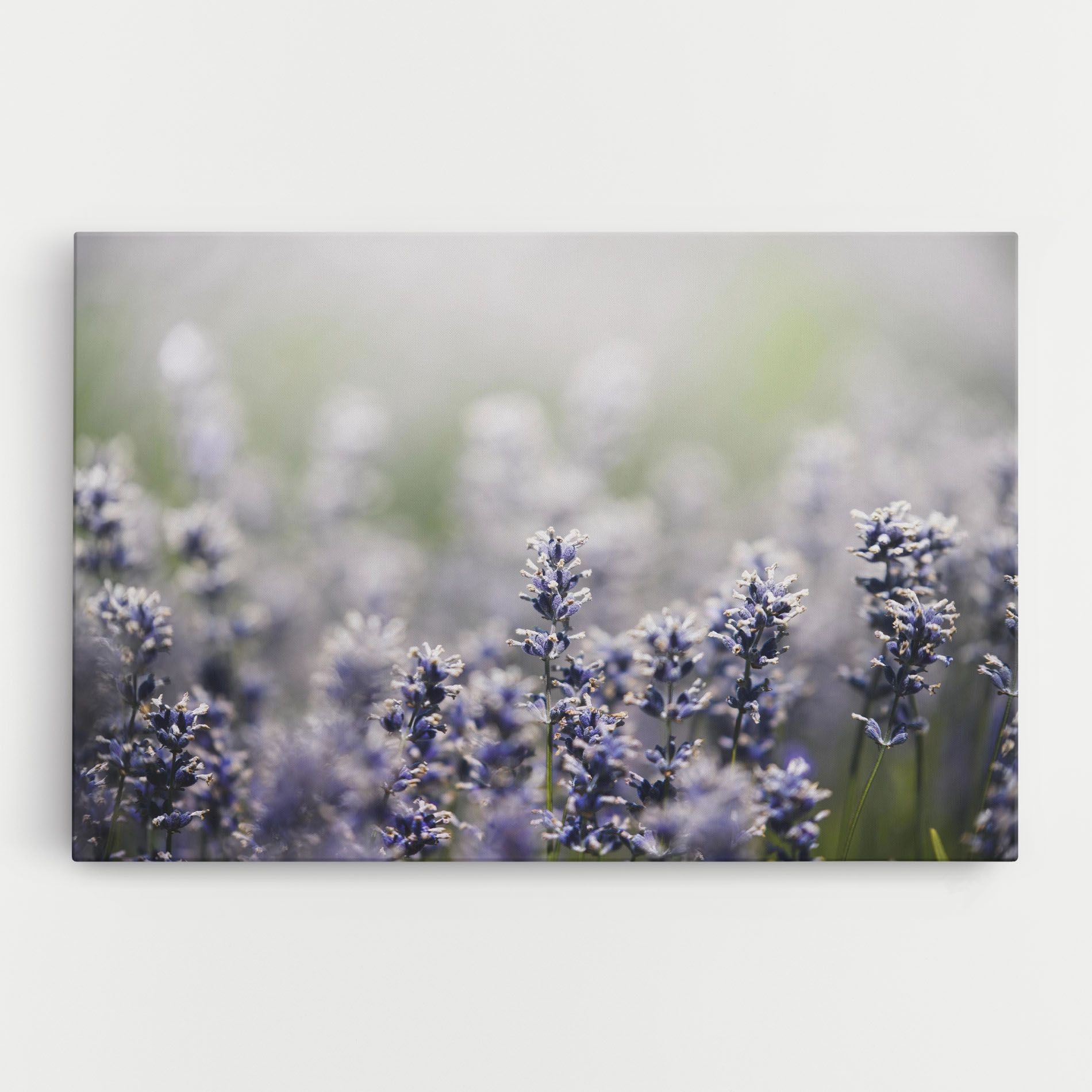 White Purple Wild mockup 0