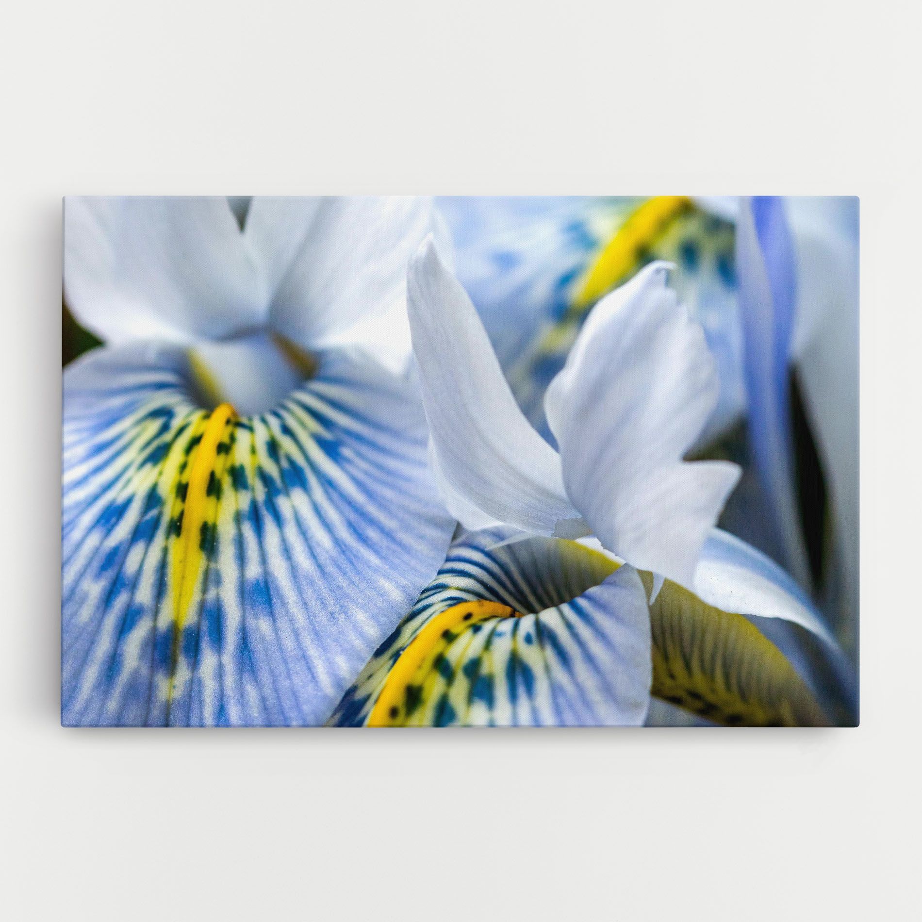 Blue Yellow Iris mockup 0