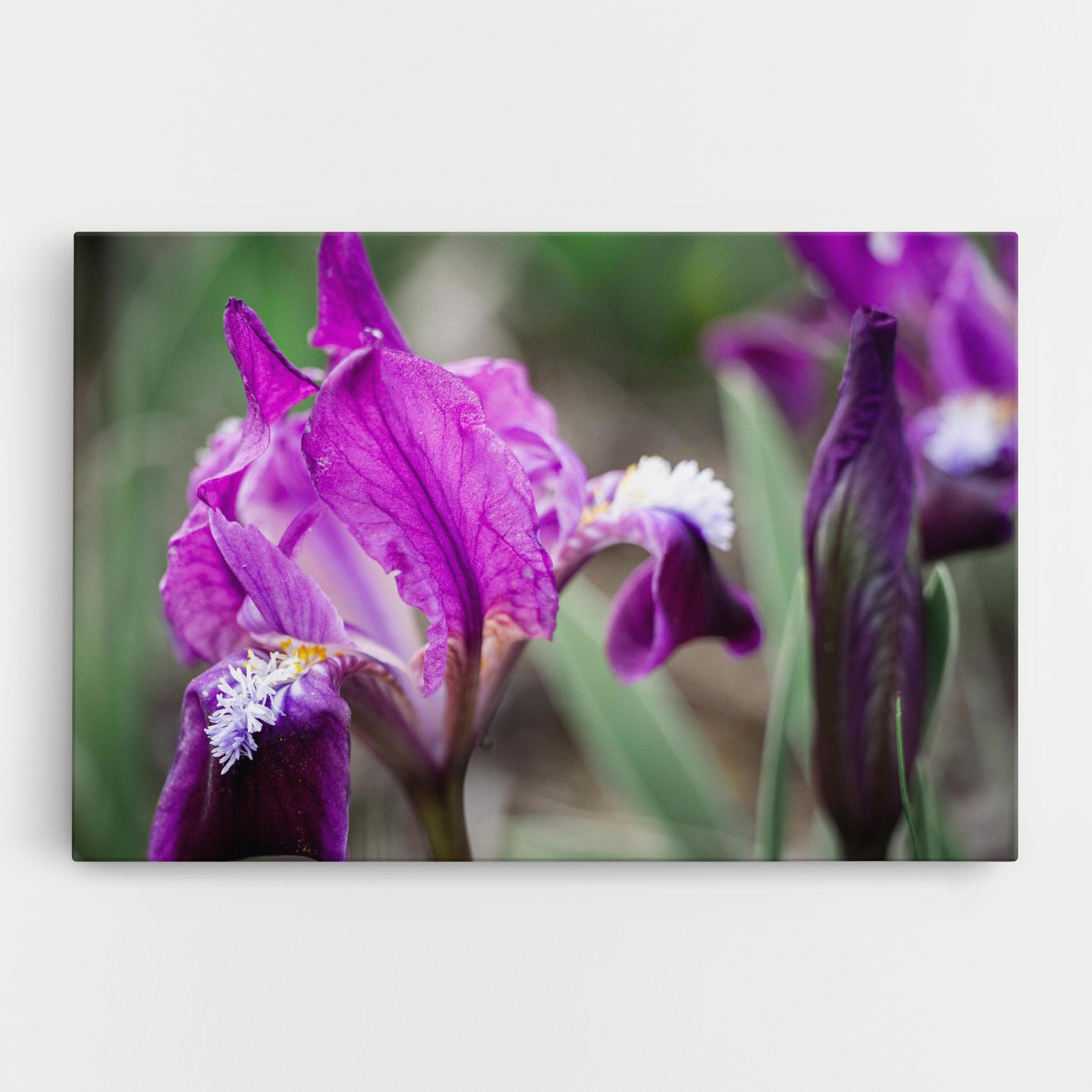 Tablou Canvas Dark Pink Iris mockup 0