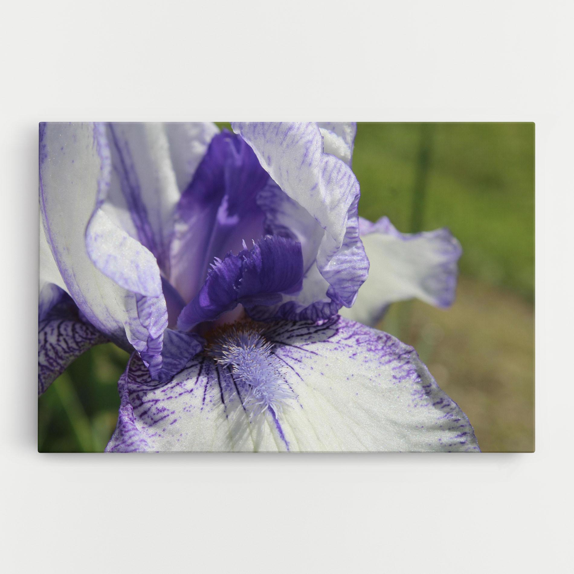 Tablou Canvas White Purple Iris mockup 0