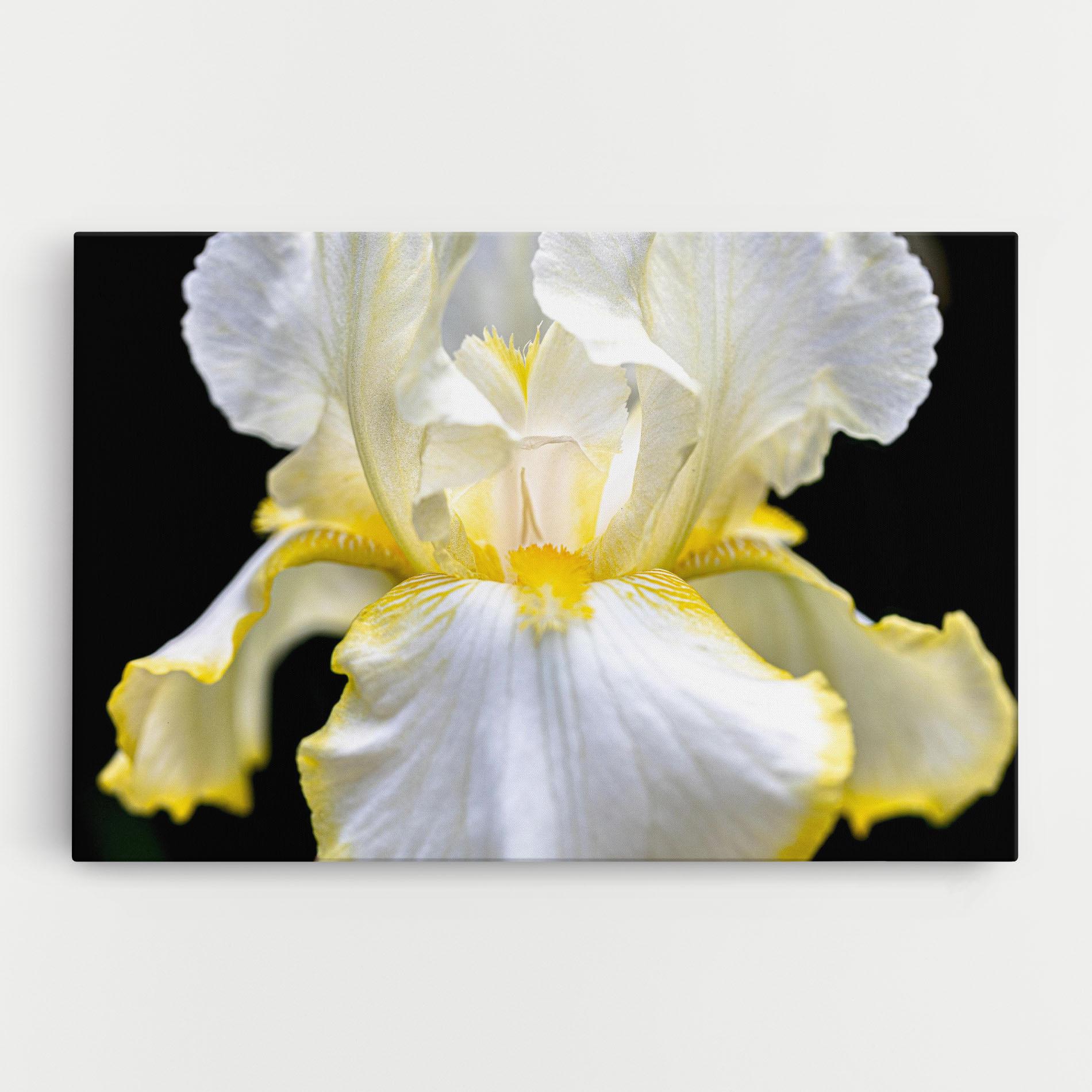 Tablou Canvas White Yellow Iris mockup 0