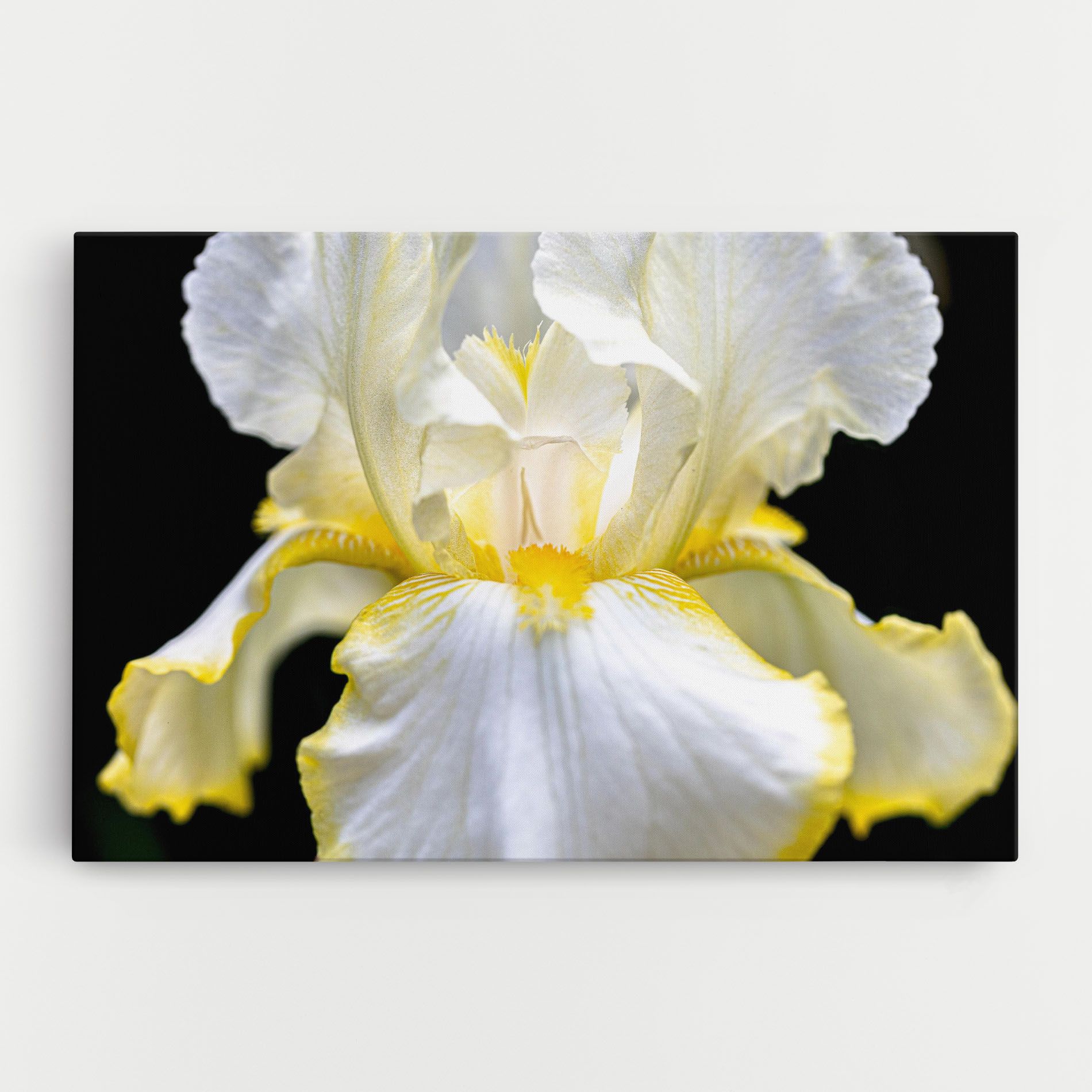 White Yellow Iris mockup 0