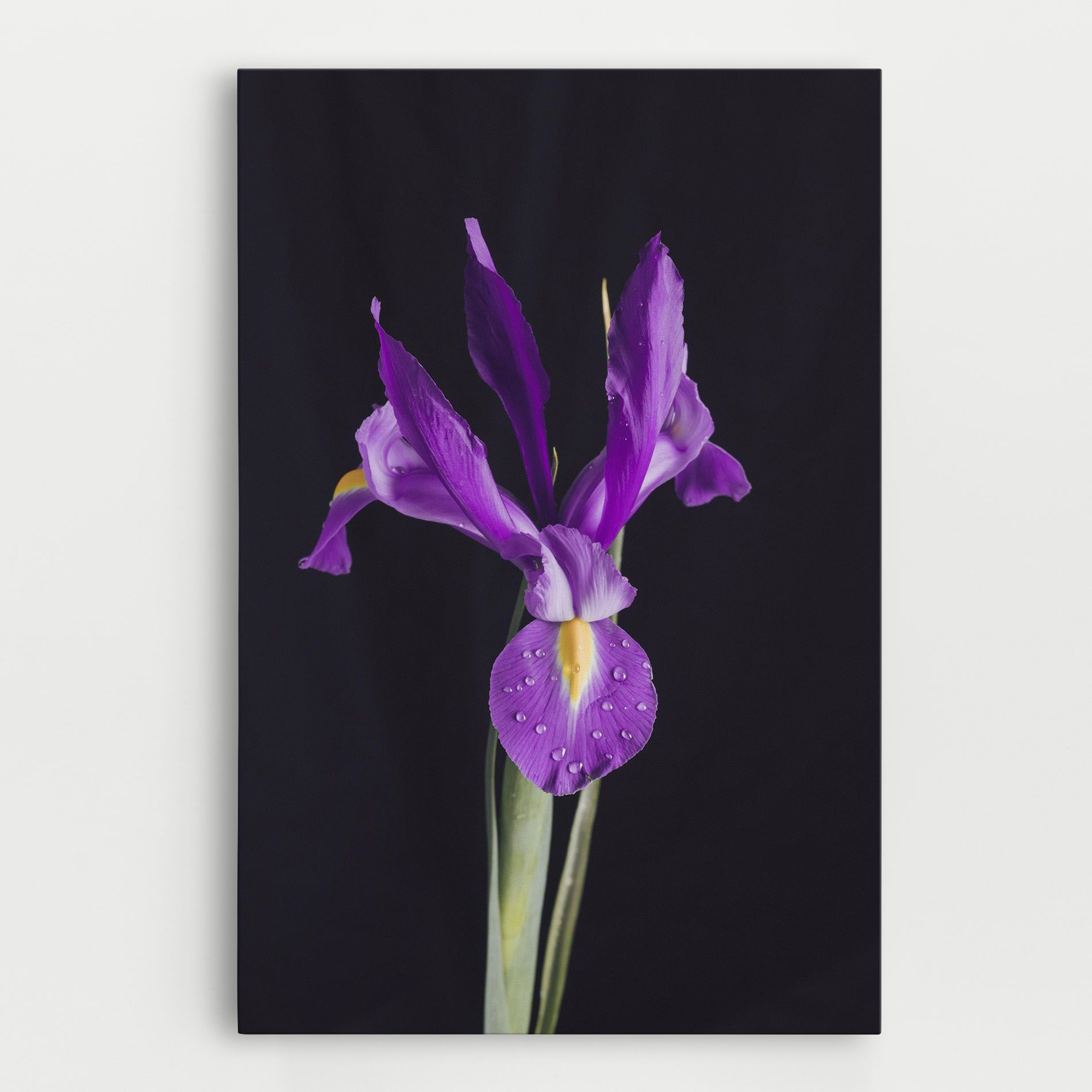 Fresh Purple Iris mockup 0