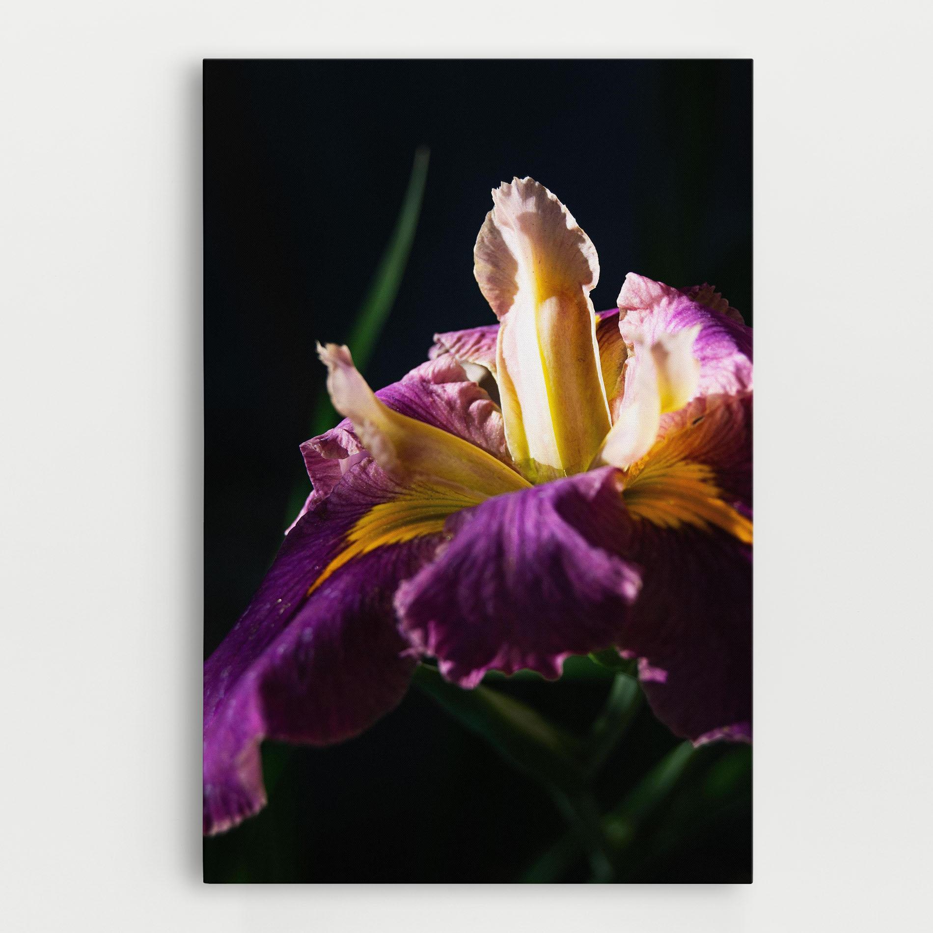 Tablou Canvas Pastel Yellow Iris mockup 0
