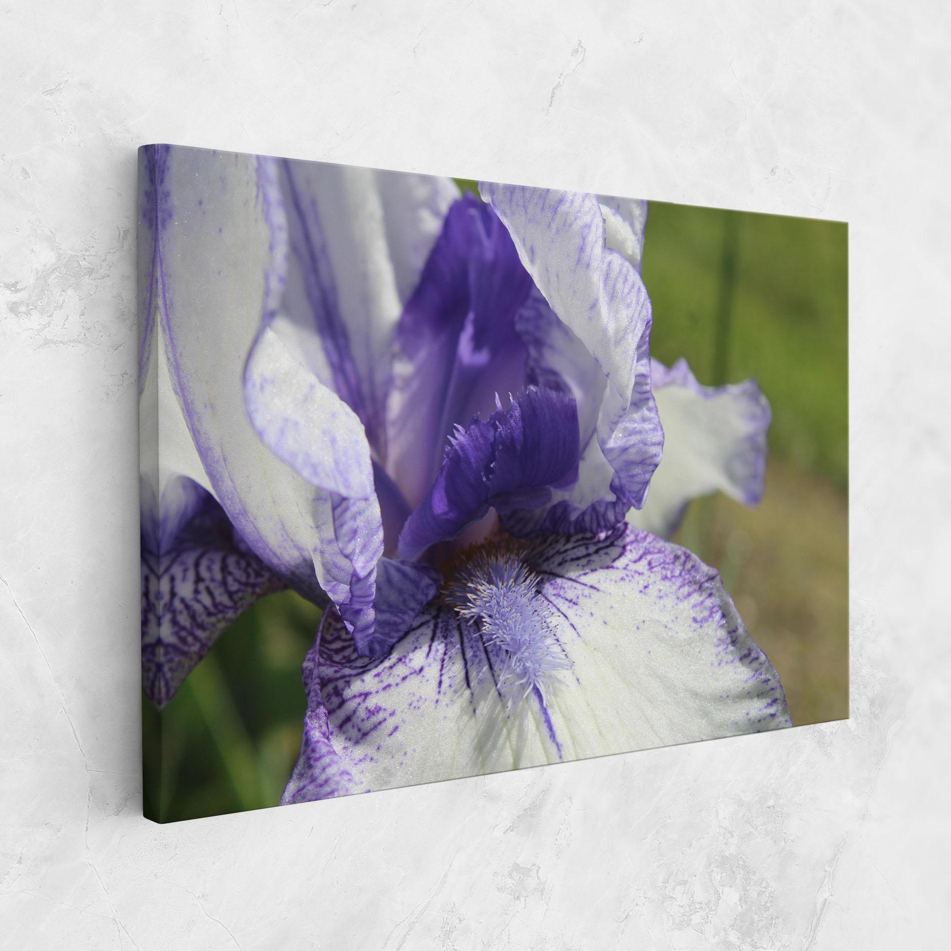 Tablou Canvas White Purple Iris mockup 1
