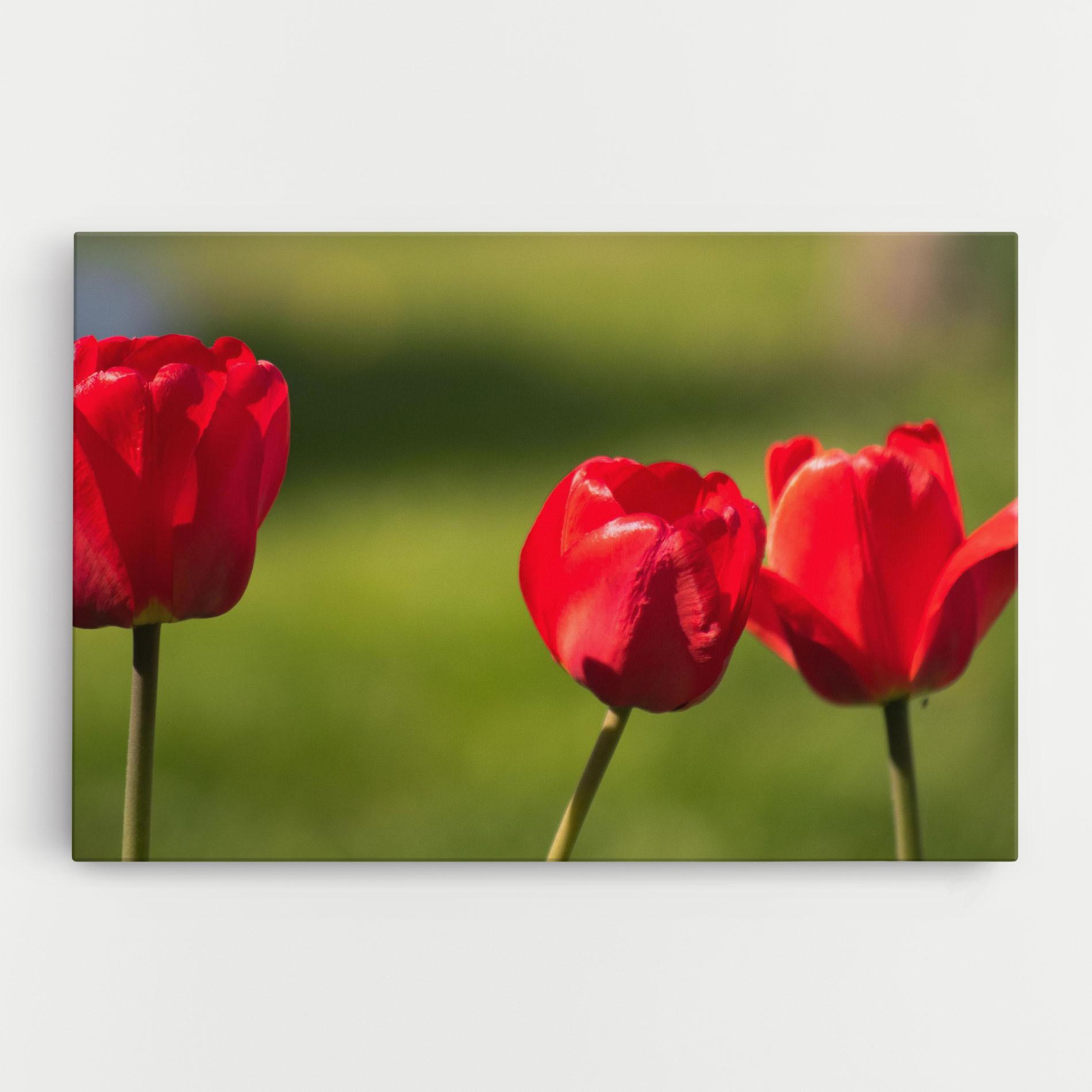 Tablou Canvas 3 Red Tulips mockup 0