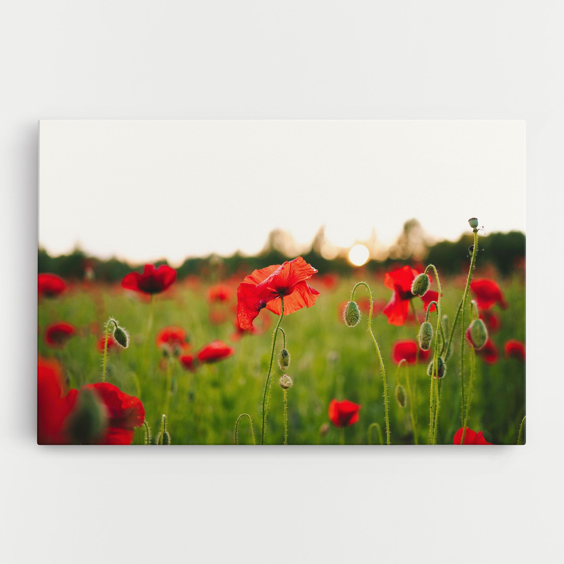 Poppies Field mockup 0