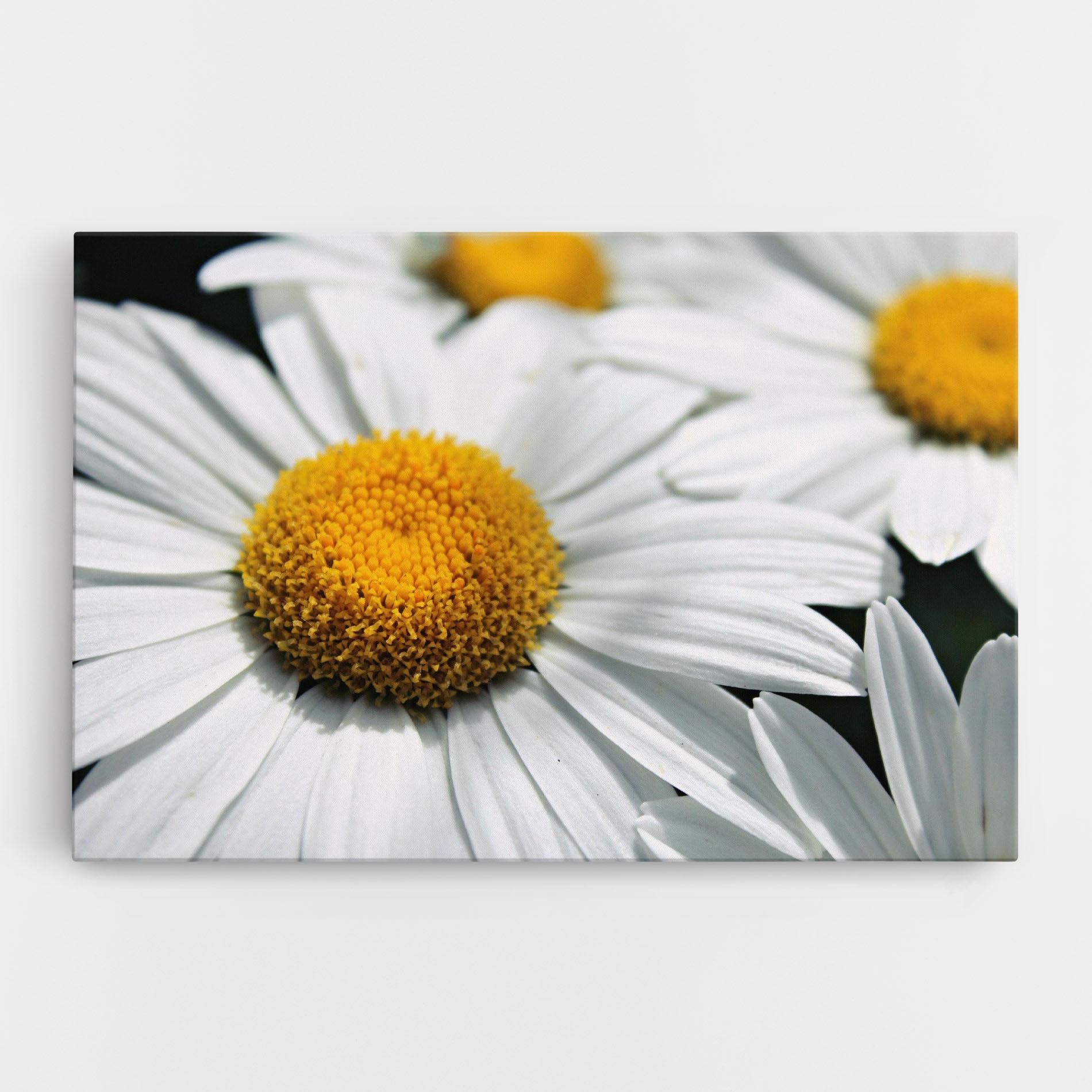 Tablou Canvas Big Daisies mockup 0