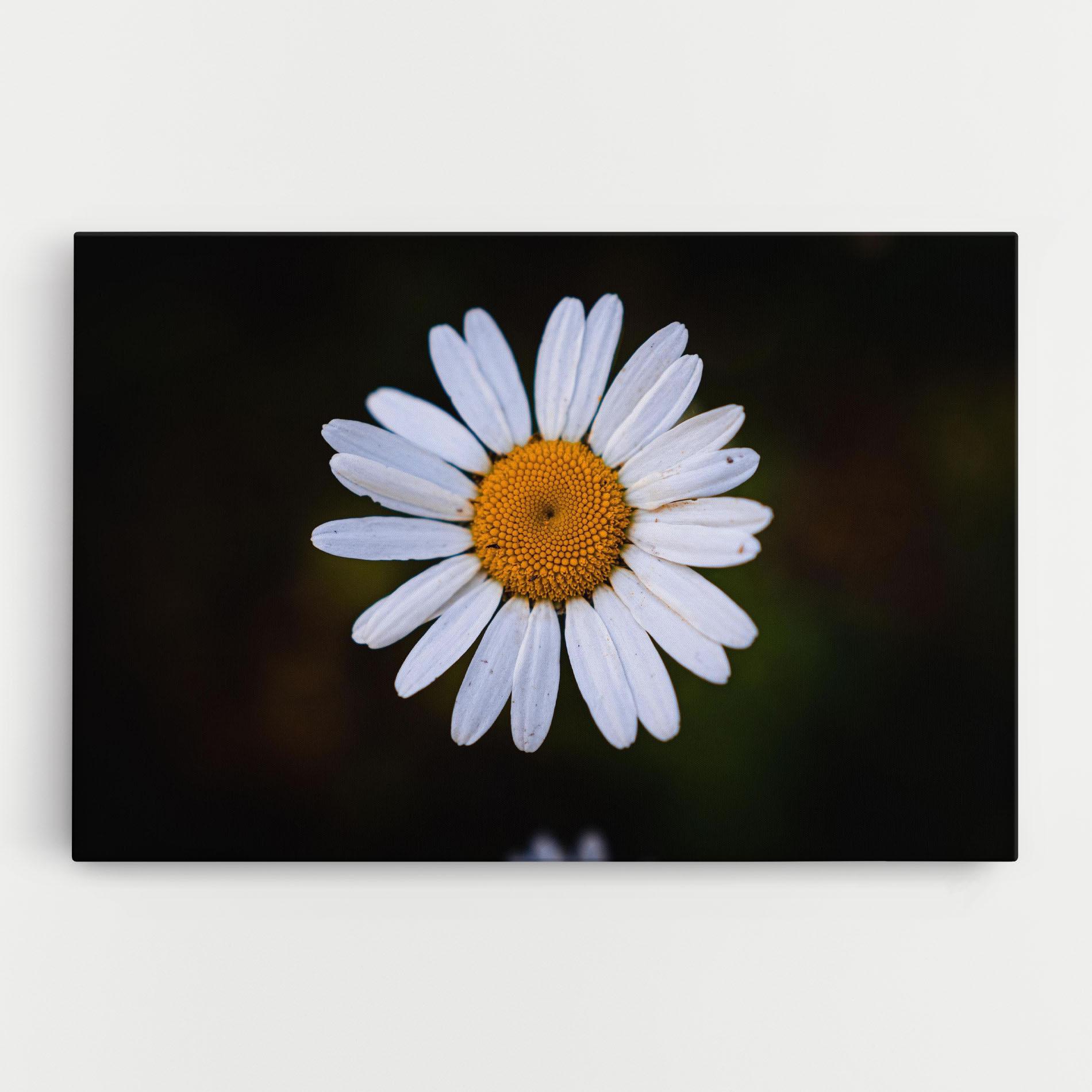 Tablou Canvas Big Yellow Center Daisy mockup 0