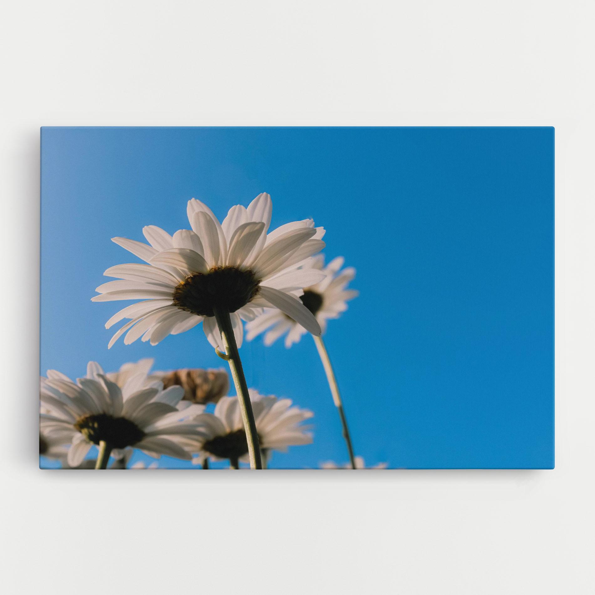 Tablou Canvas Blue Sky Daisy mockup 0