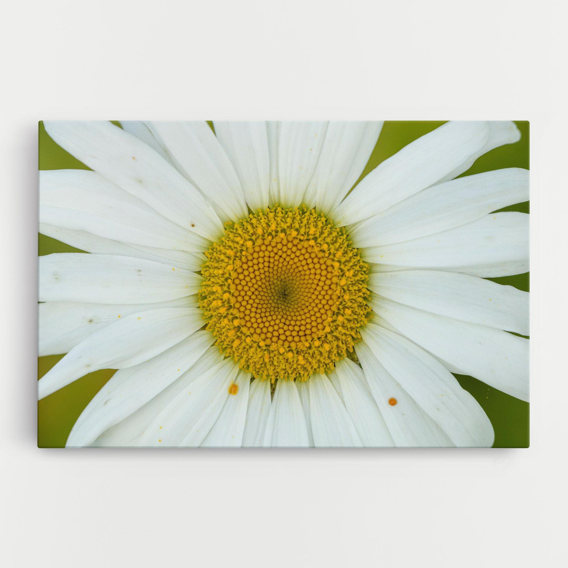Tablou Canvas Daisy Close Up mockup 0