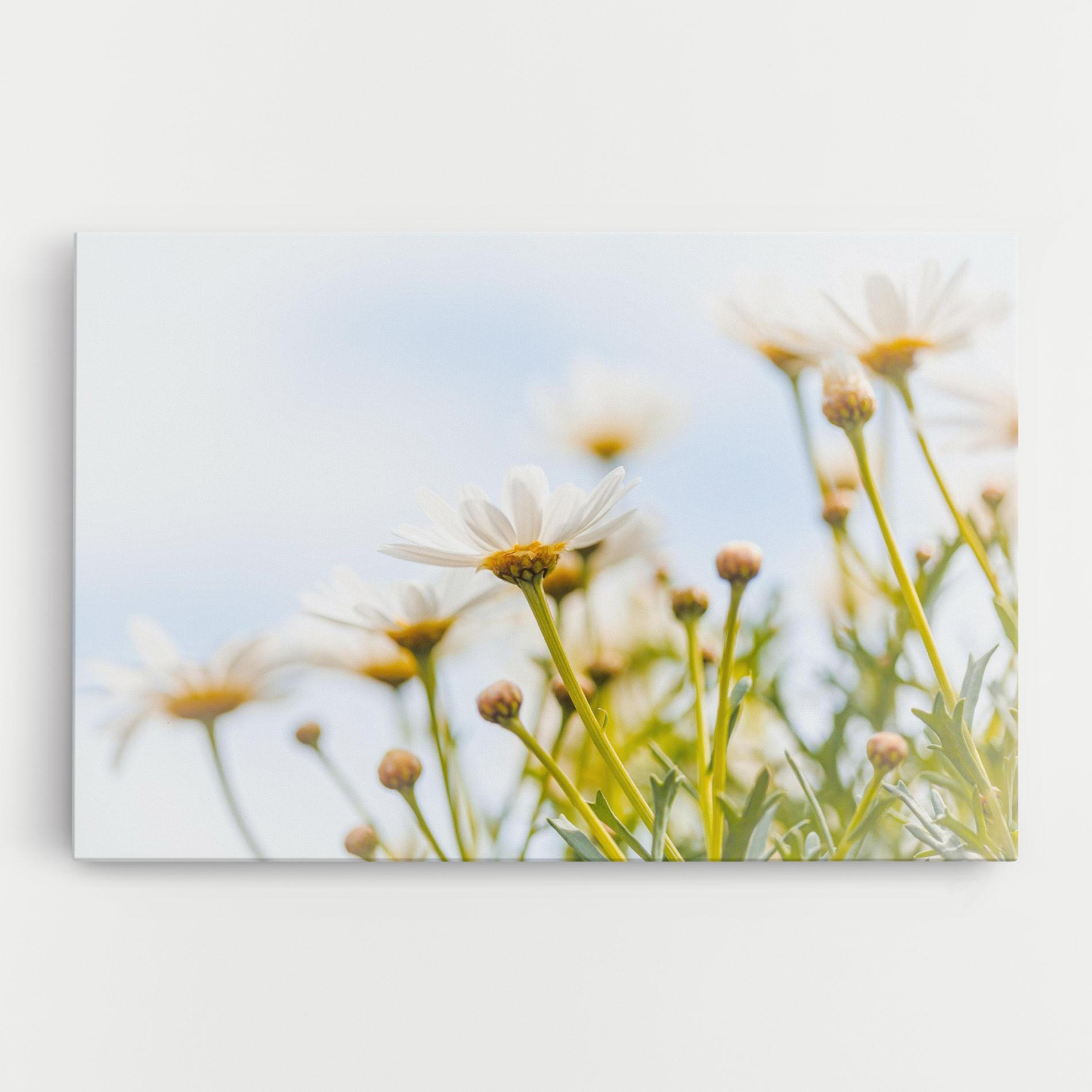Tablou Canvas Dreamy Daisy mockup 0