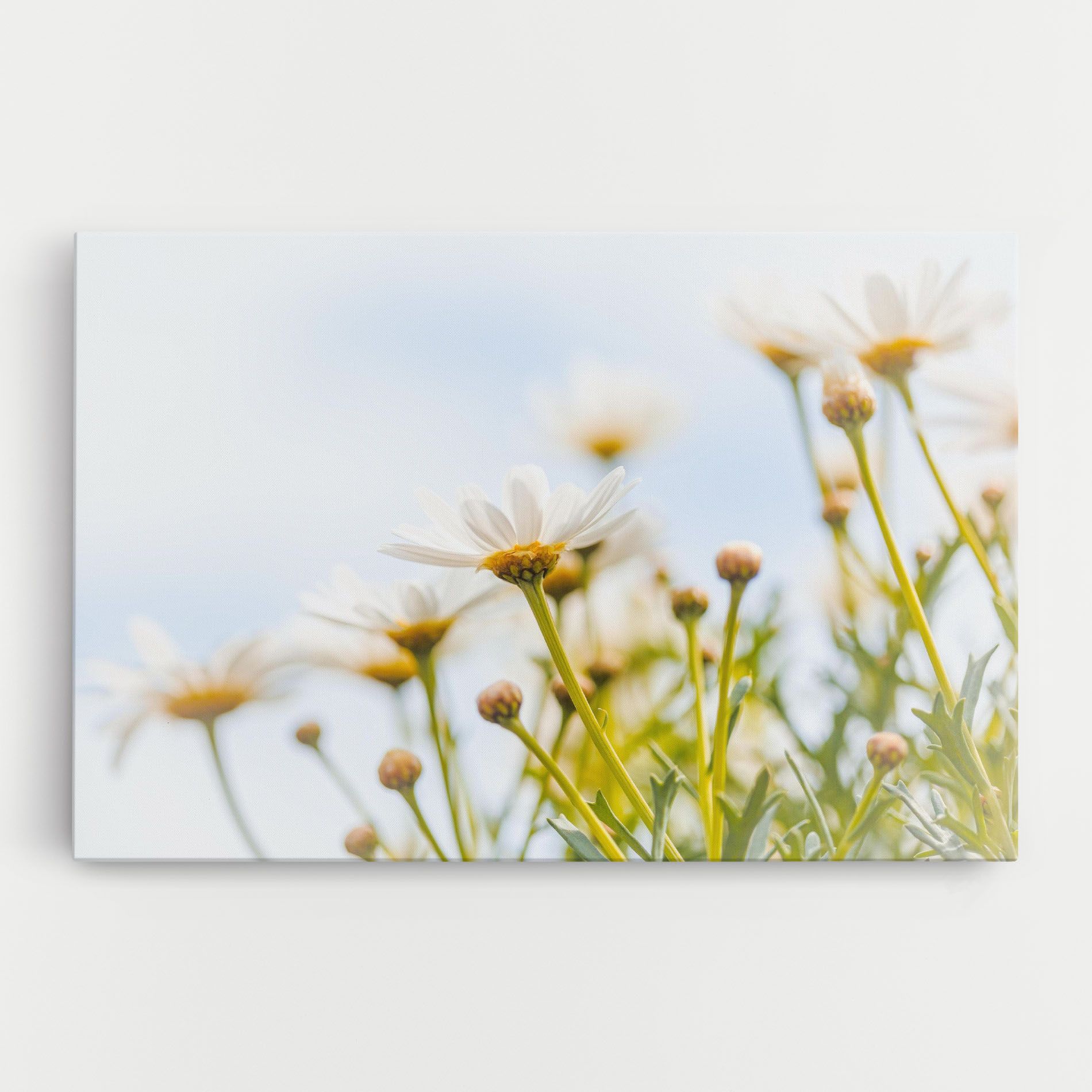 Dreamy Daisy mockup 0