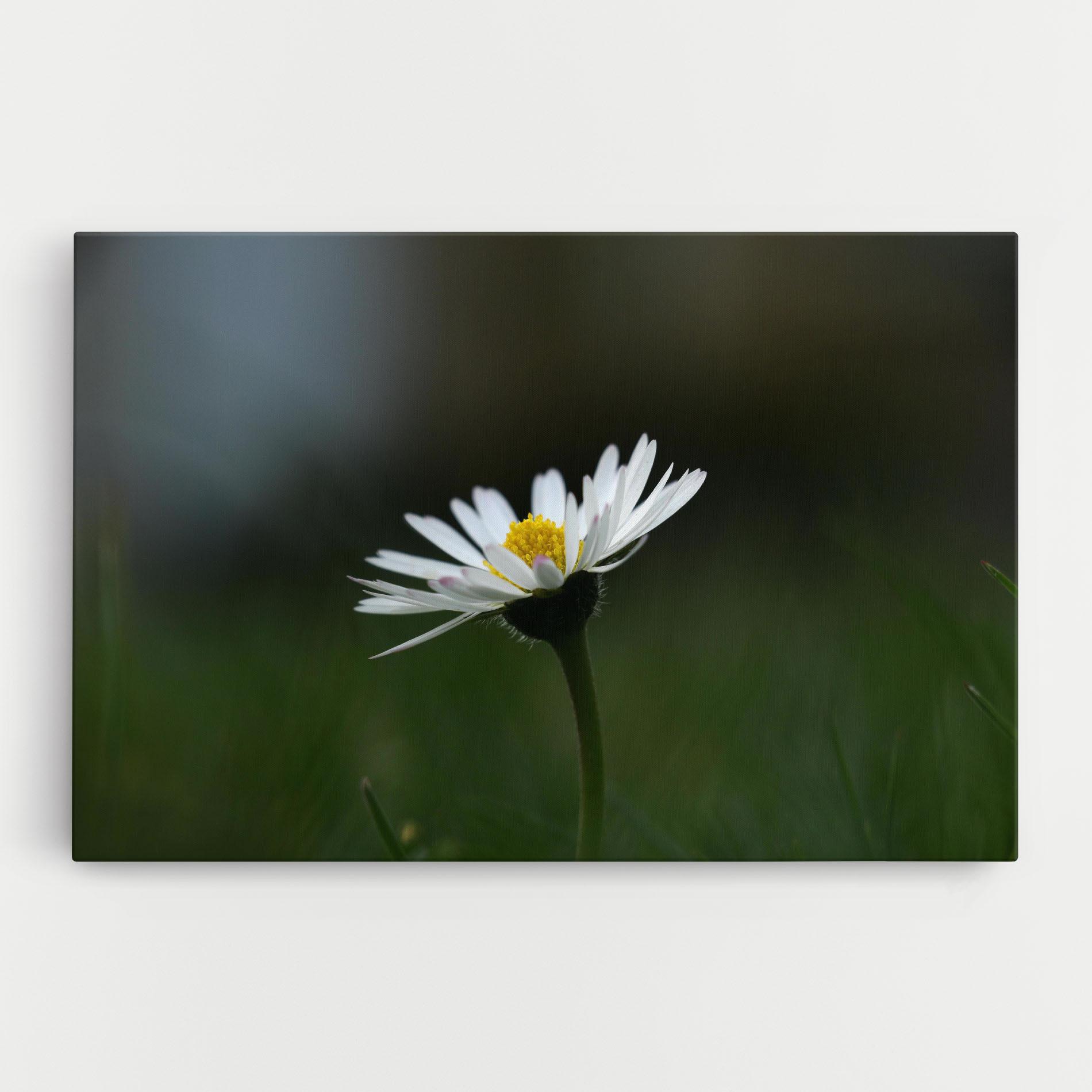 Tablou Canvas Garden Daisy mockup 0