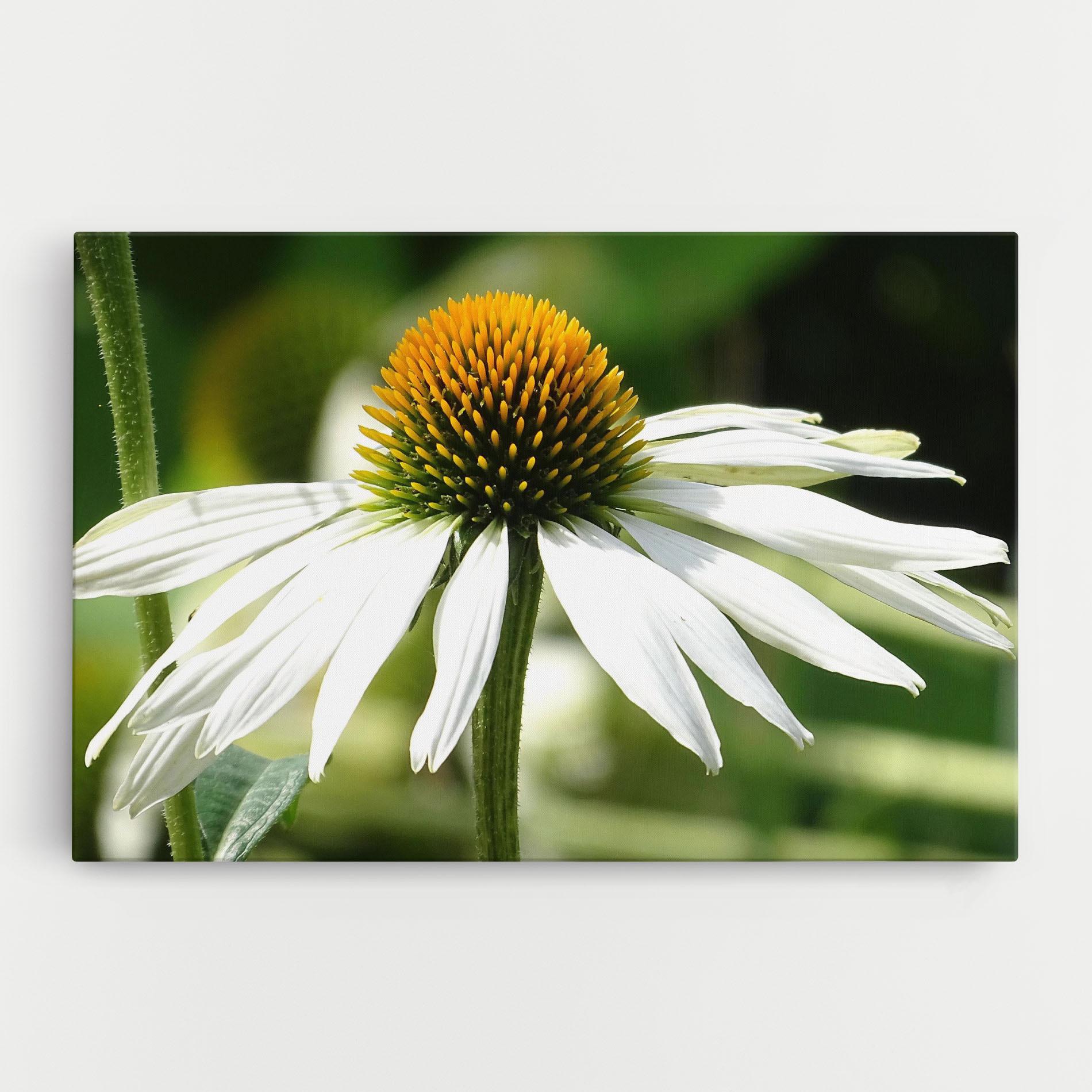 Tablou Canvas Green Daisy mockup 0