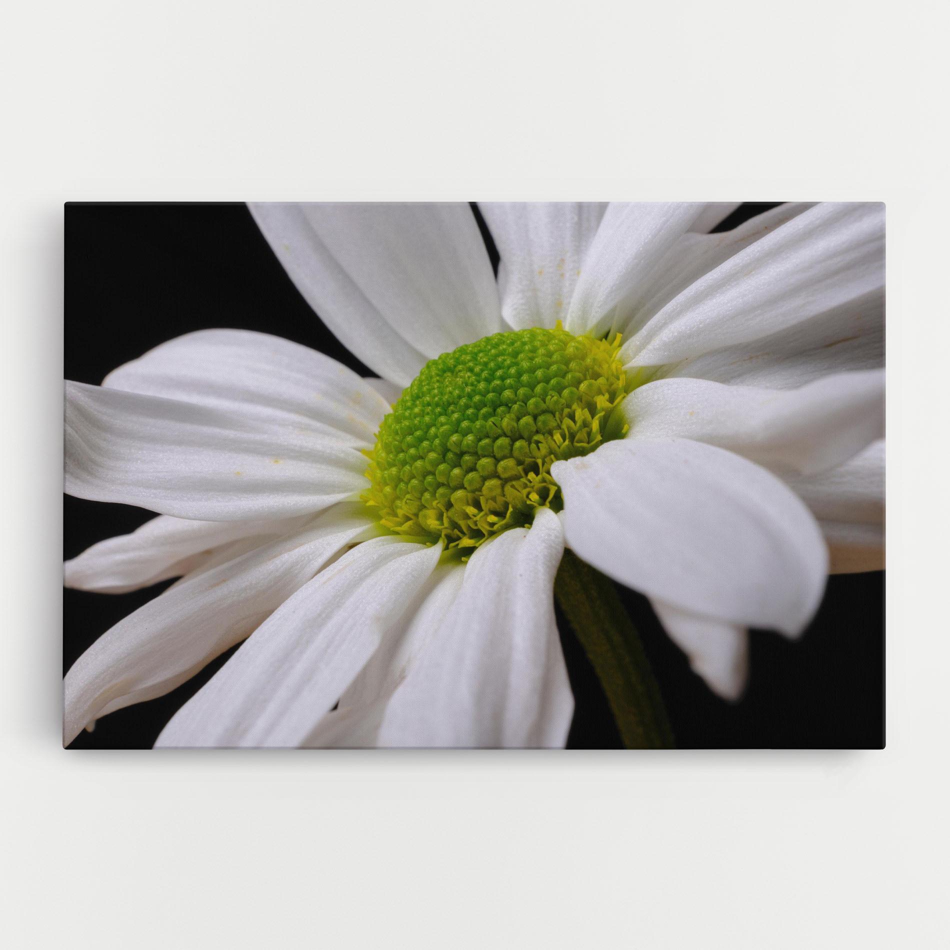 Tablou Canvas Green Middle Daisy mockup 0