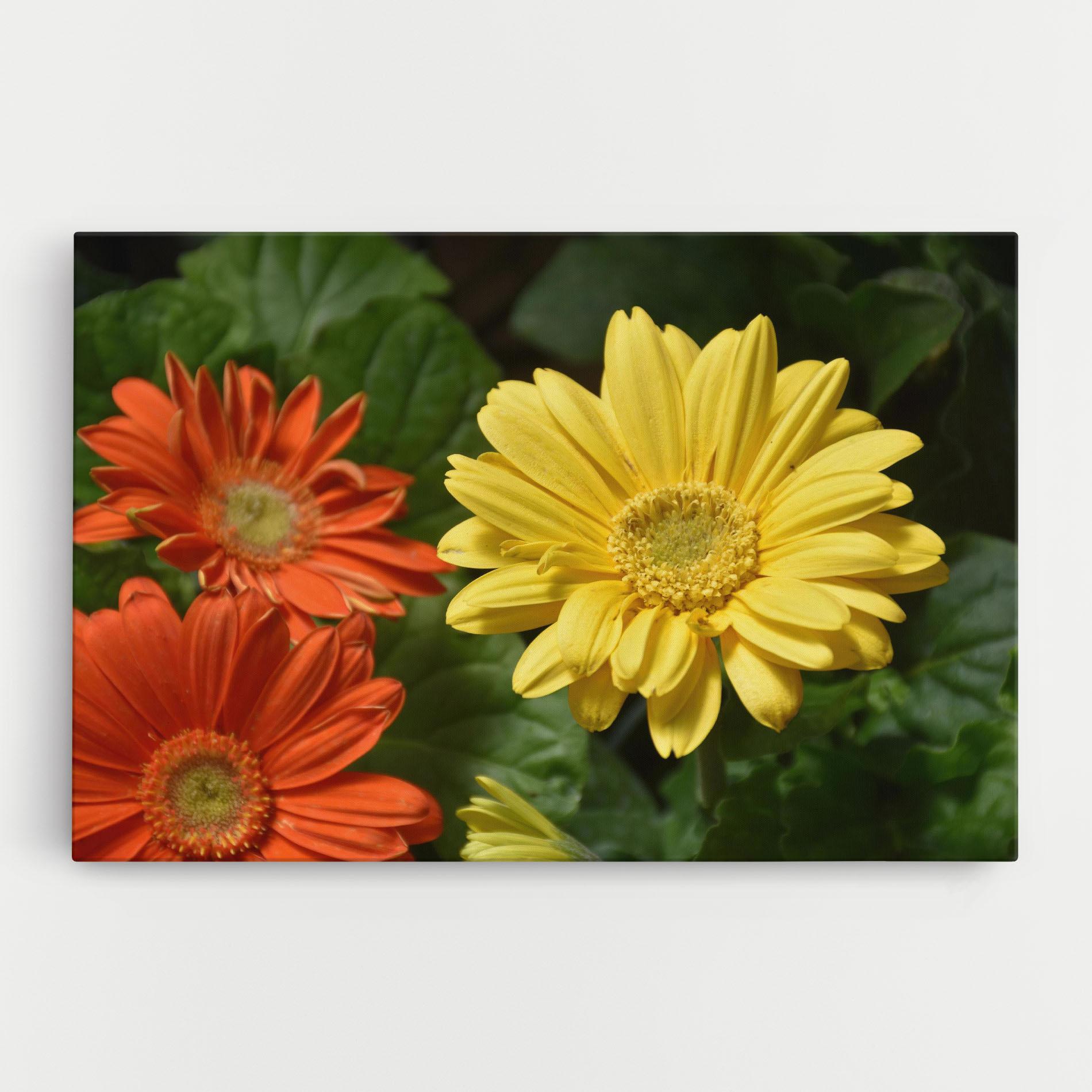 Tablou Canvas Orange Yellow Daisy mockup 0