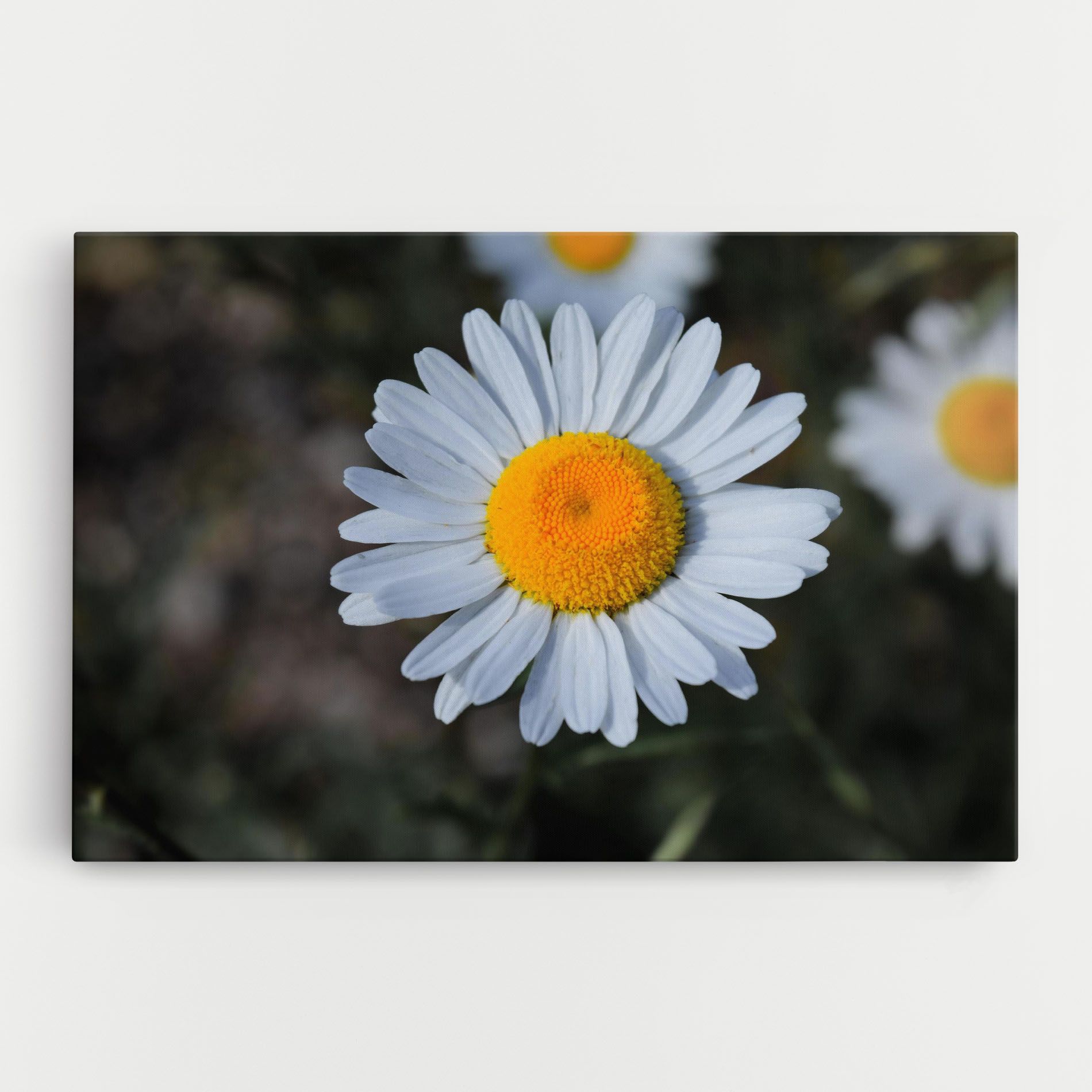 Strong Yellow Daisy mockup 0