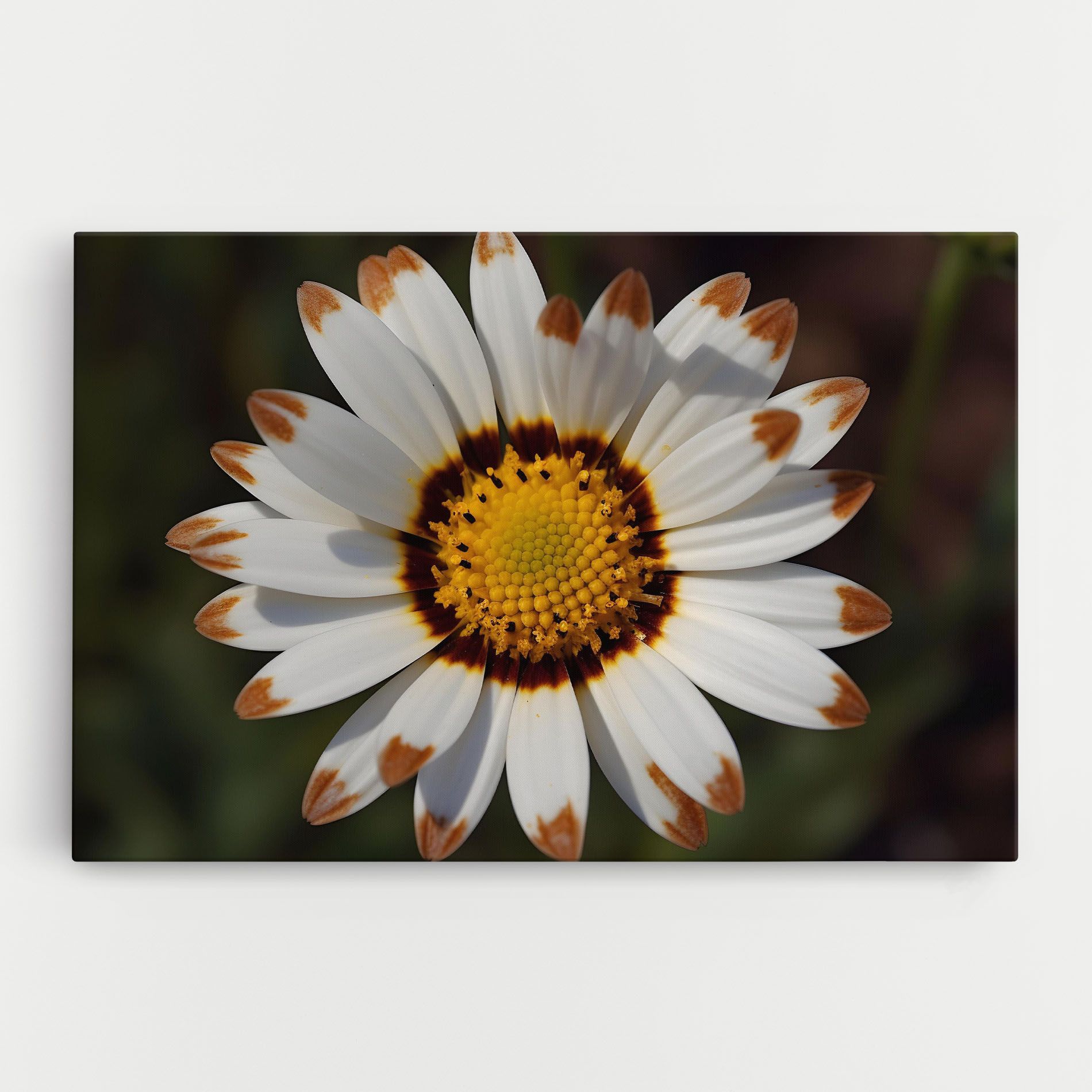 White Brown Daisy mockup 0