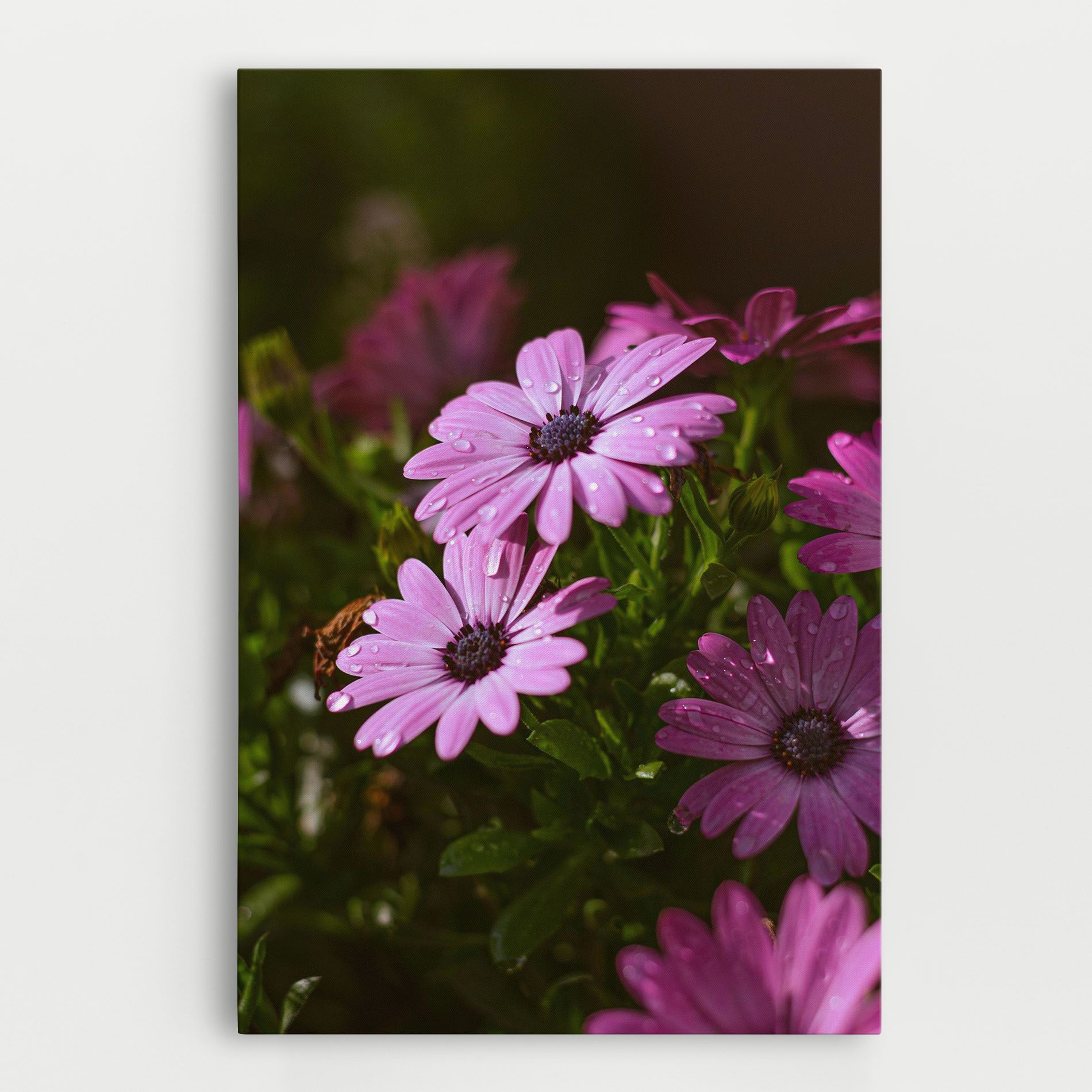 Purple Daisy mockup 0