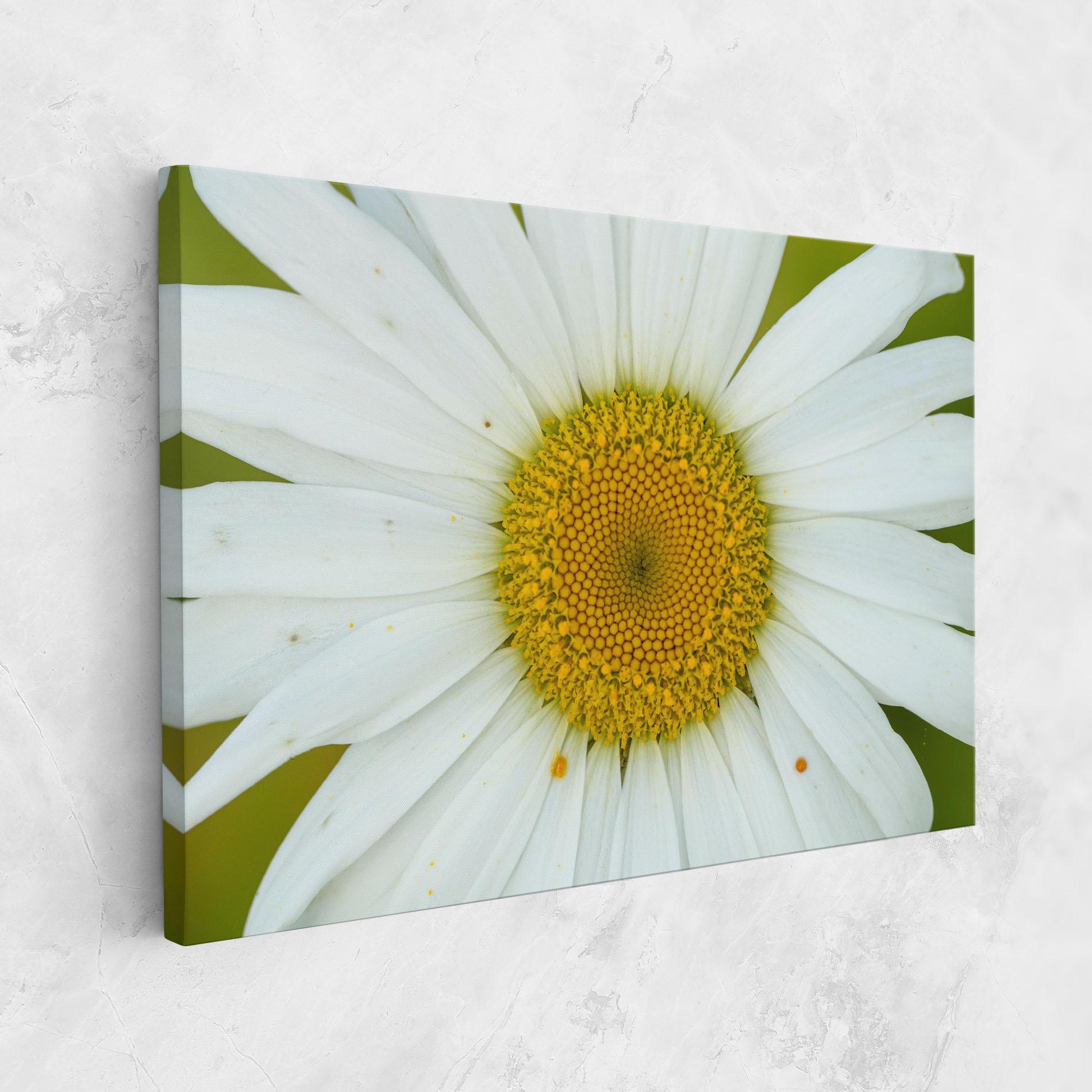 Tablou Canvas Daisy Close Up mockup 1