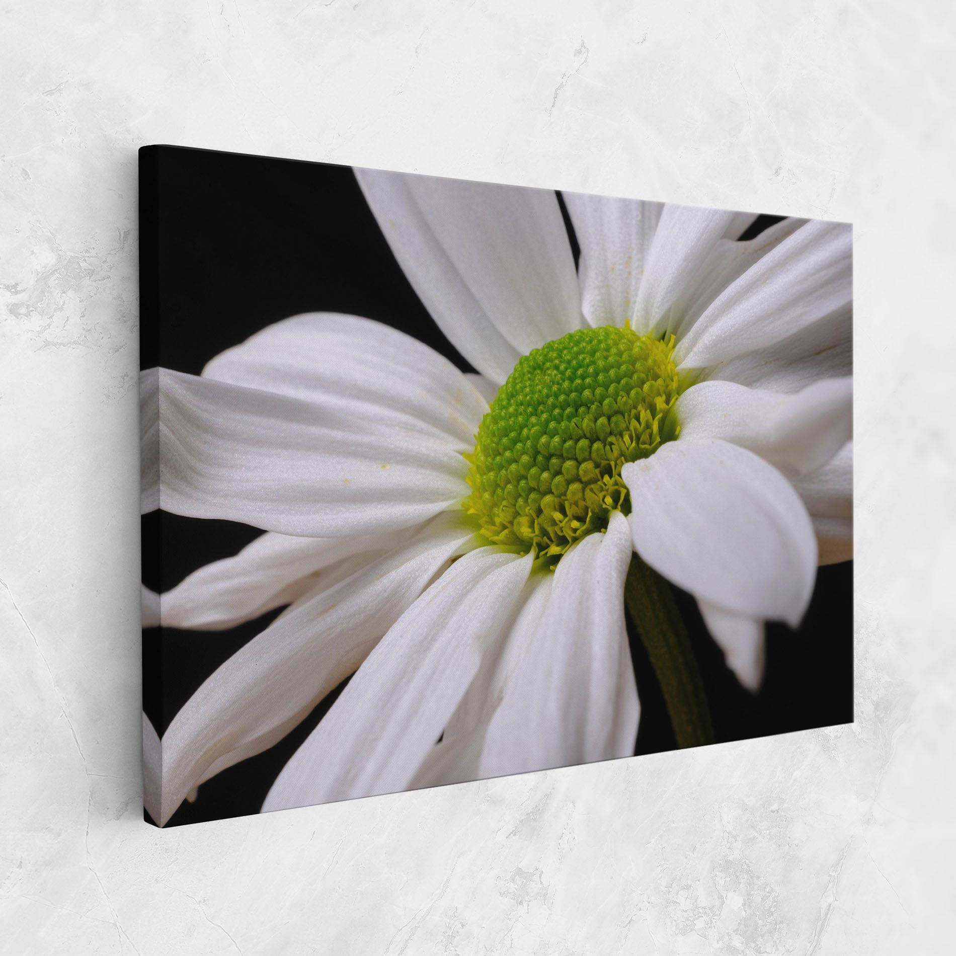 Green Middle Daisy mockup 1