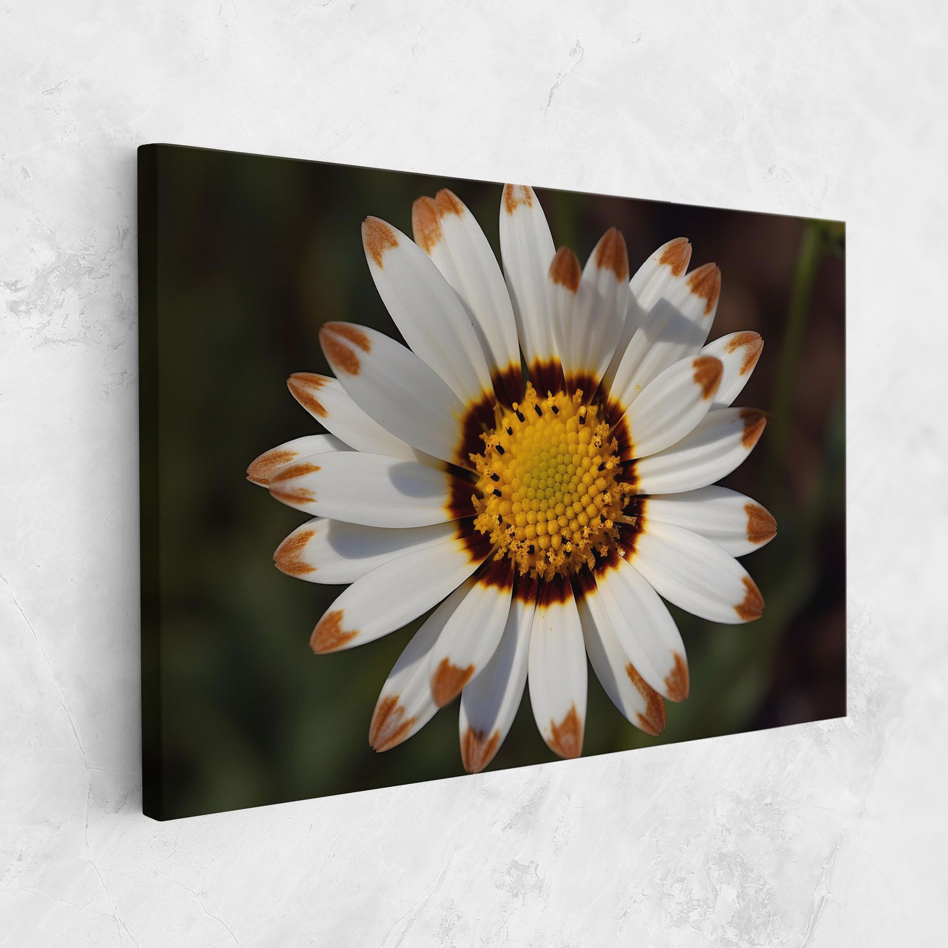 White Brown Daisy mockup 1