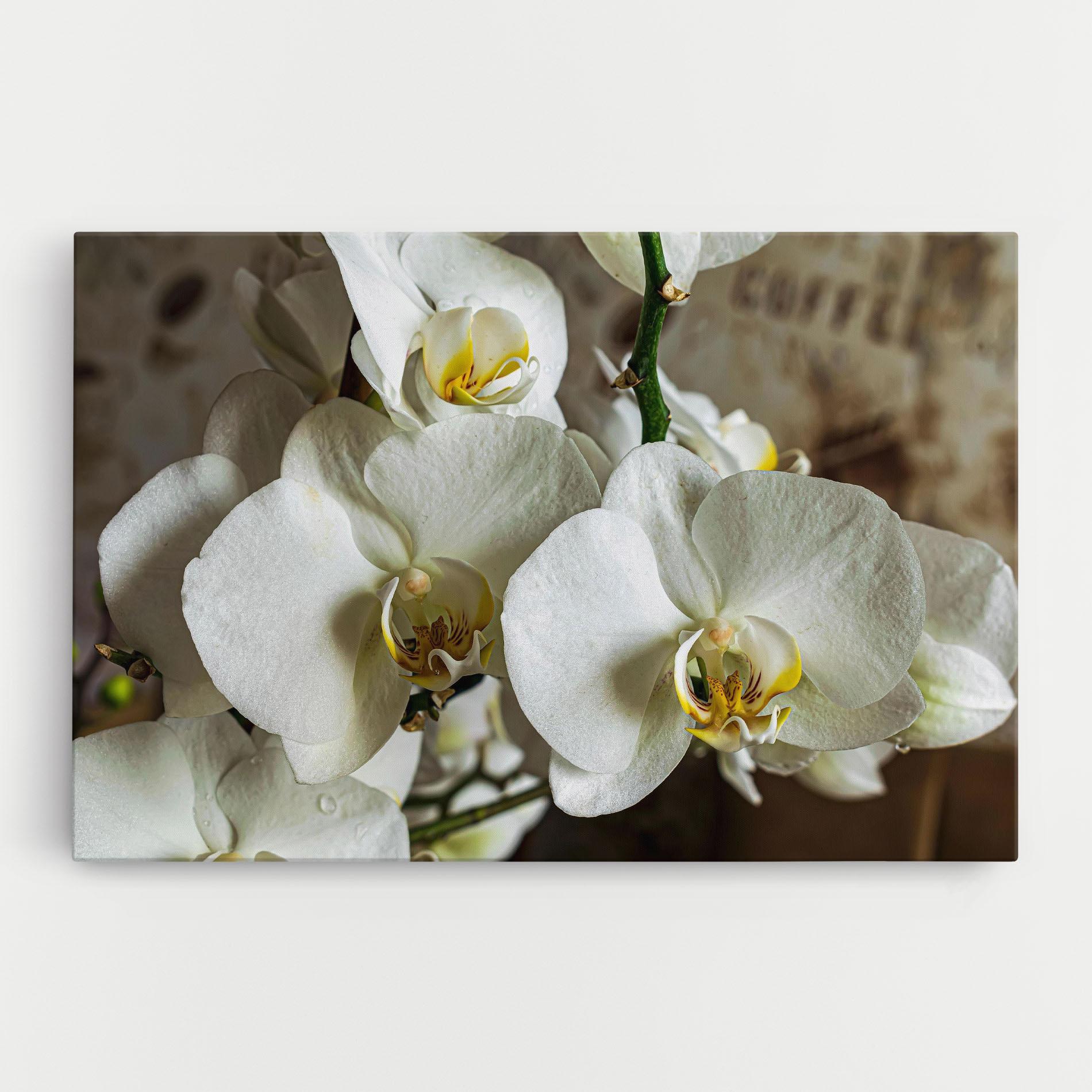 Tablou Canvas Beautiful White Orchids mockup 0
