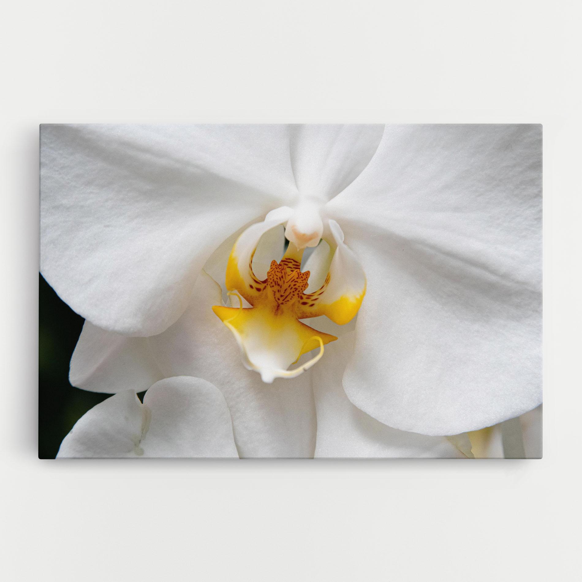 Tablou Canvas Big Orchid Close Up mockup 0