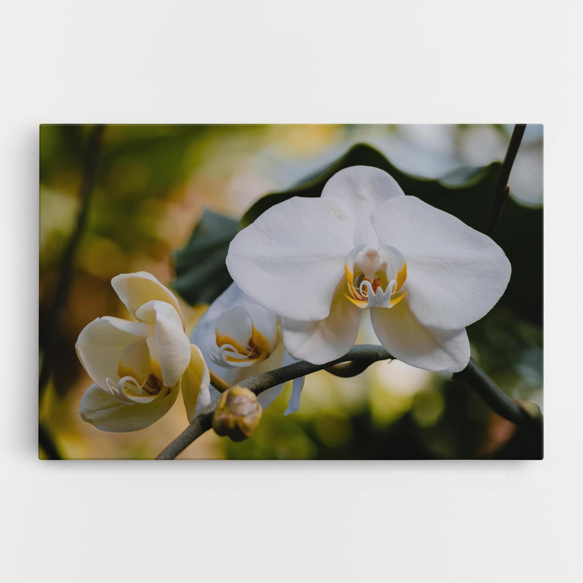 Tablou Canvas Cream Orchid In Nature mockup 0