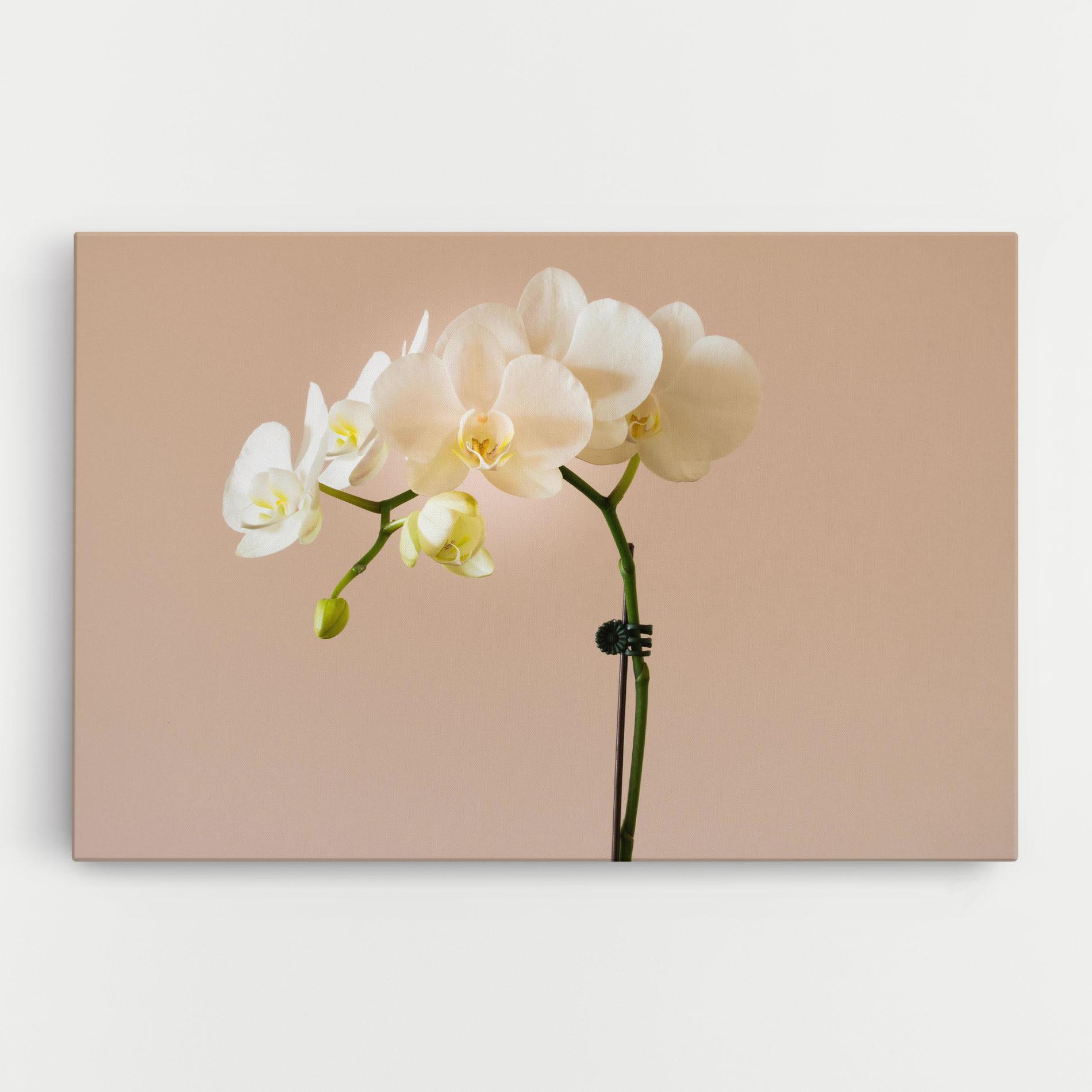 Tablou Canvas Cream Orchid On Pink mockup 0
