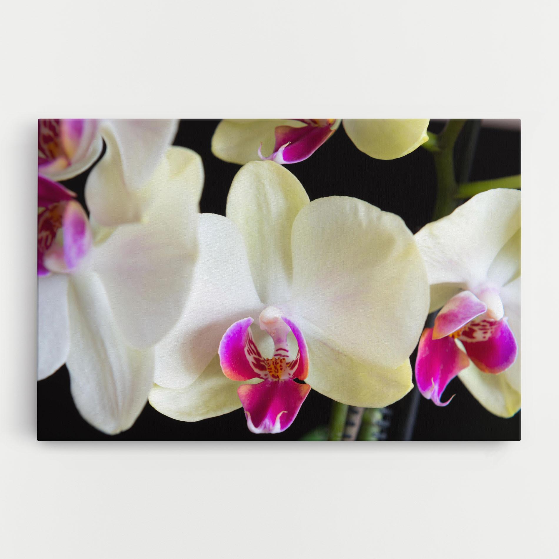 Tablou Canvas Cream Purple Orchids mockup 0
