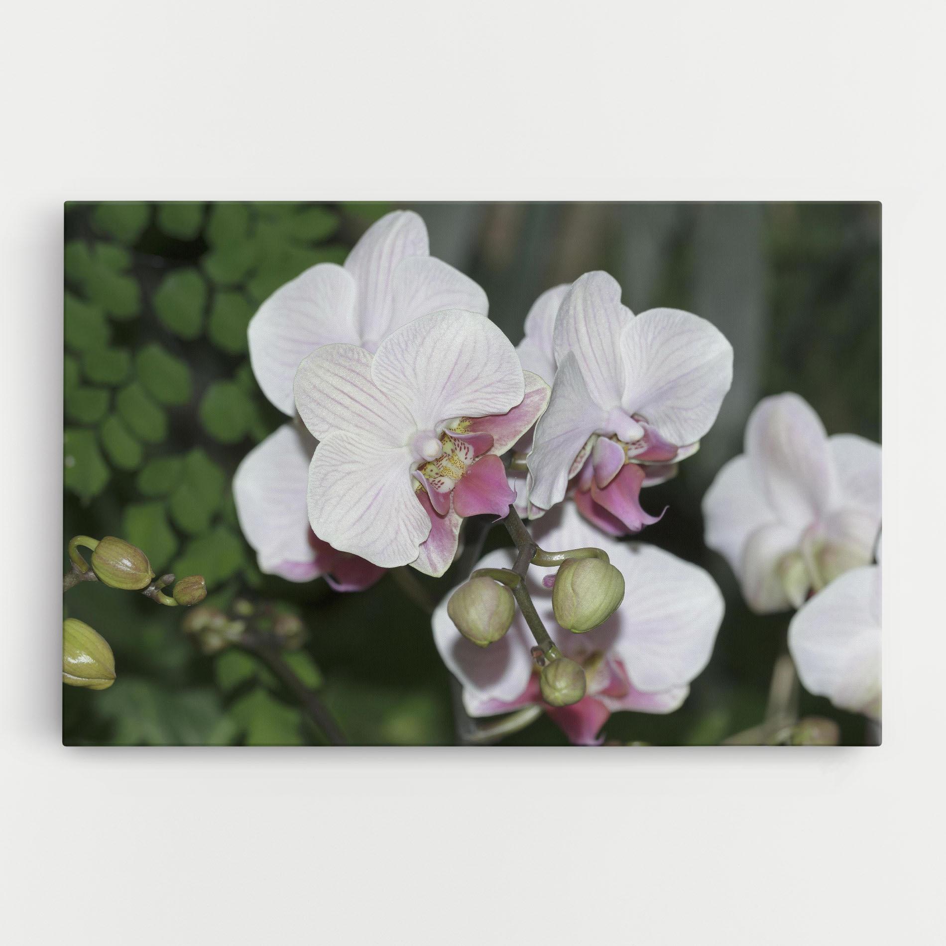 Tablou Canvas Orchid Botanical Garden mockup 0