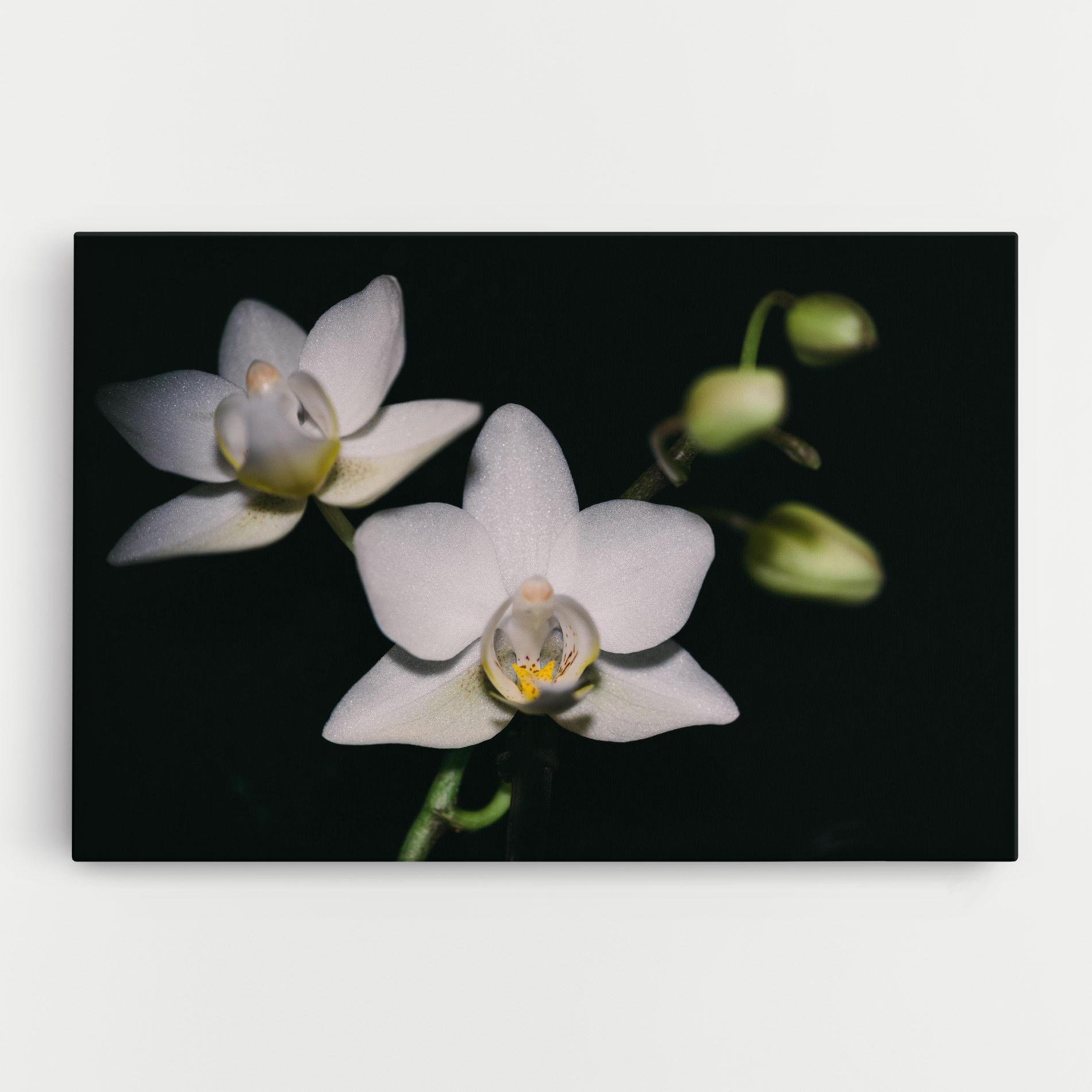 Tablou Canvas Orchids On Black mockup 0