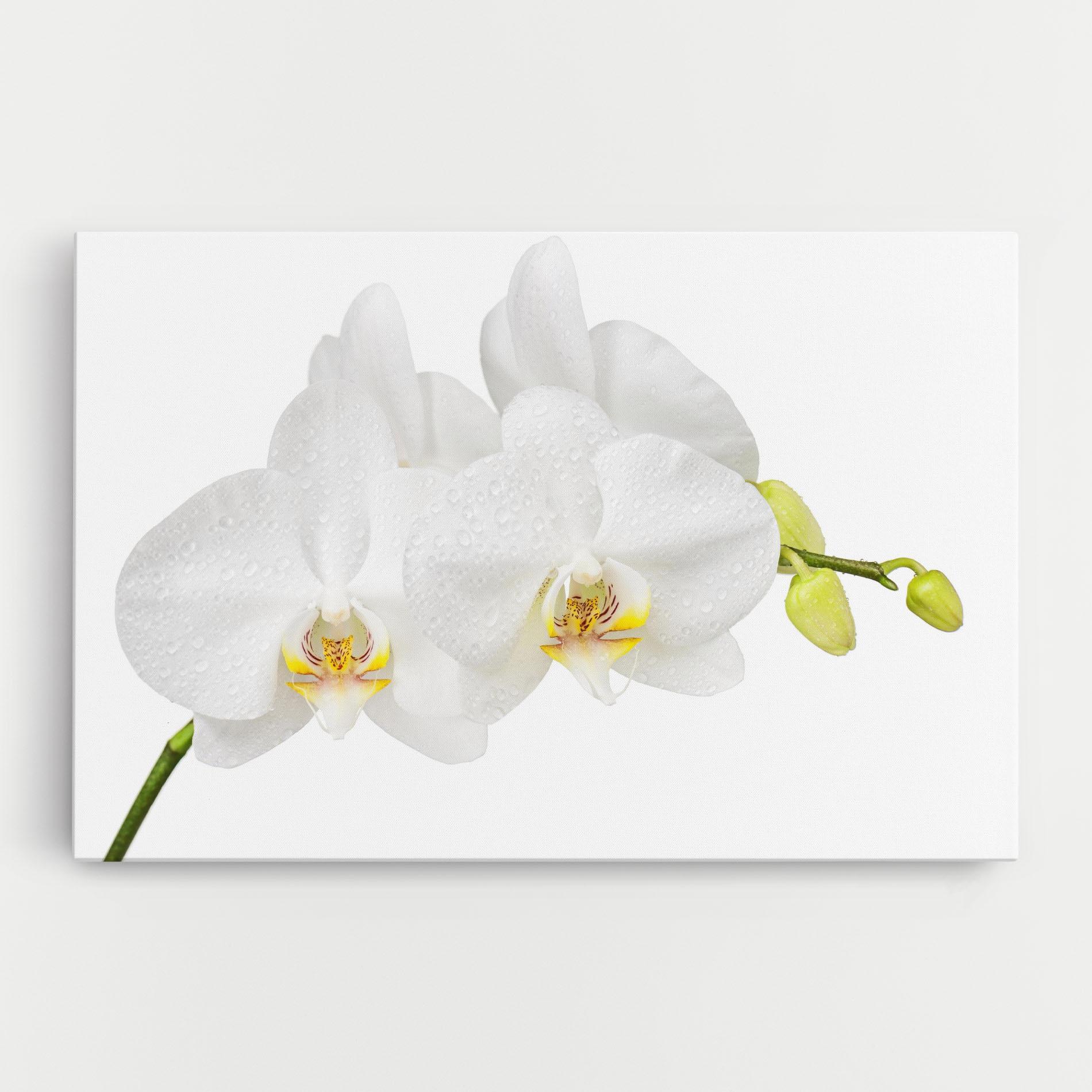 Tablou Canvas Orchids On White mockup 0