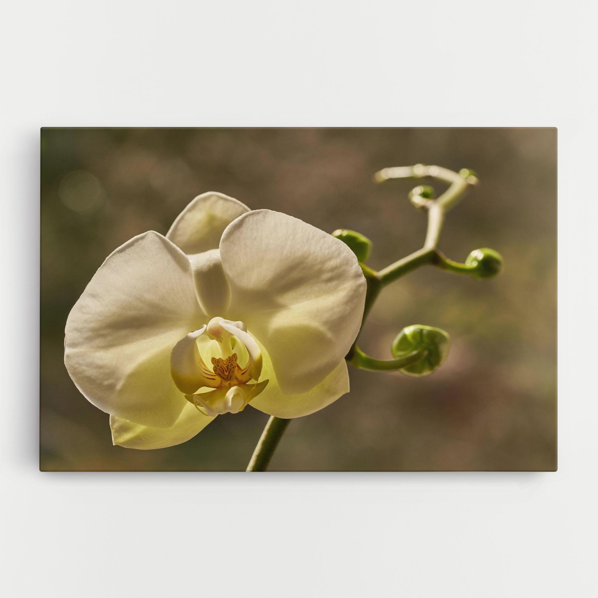 Tablou Canvas Pastel Yellow Orchid In Garden mockup 0