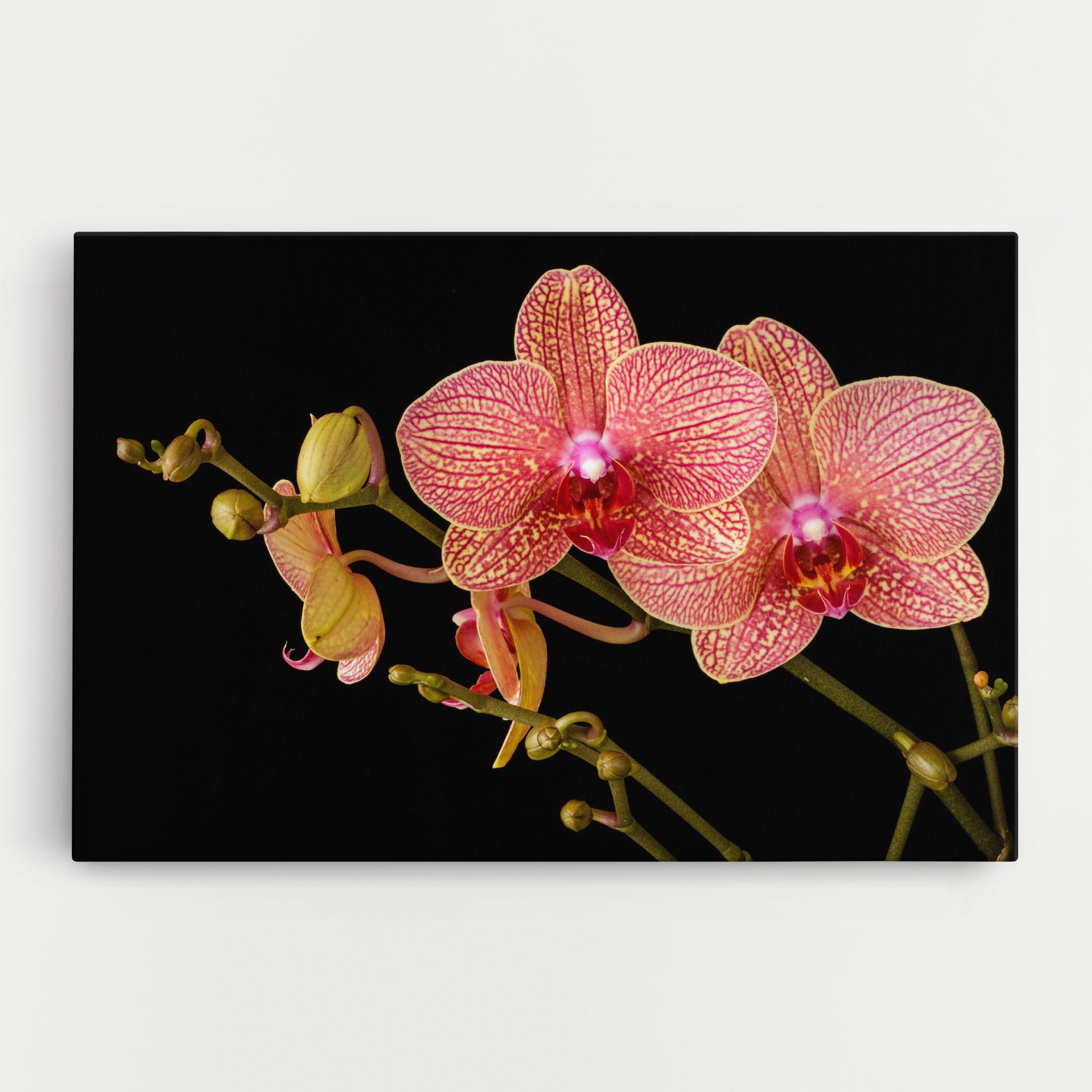 Tablou Canvas Pink Orchids On Black mockup 0
